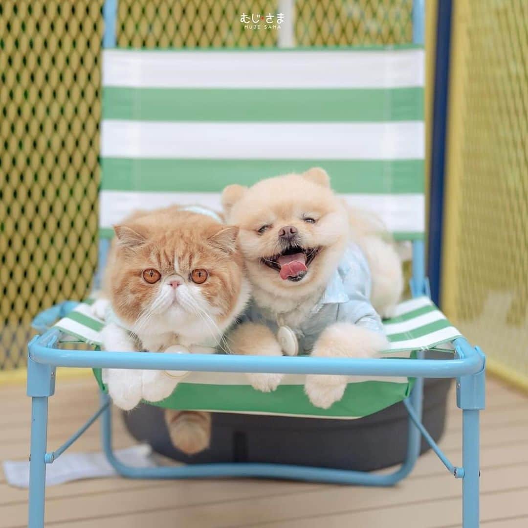 のインスタグラム：「Mega Pet Day 2023 🐶🫶🏻🐱」