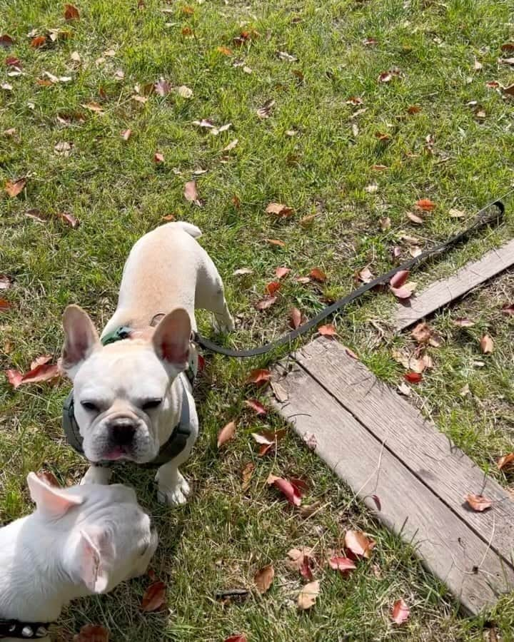 つの丸のインスタグラム：「気まぐれアジリティトレーニング超初級編  #frenchbulldog #フレンチブルドッグ #ふがれす #ふがふがれすきゅークラブ #保護犬 #保護犬を家族に #保護犬を家族に迎えるという選択肢 #フレ吉124号」