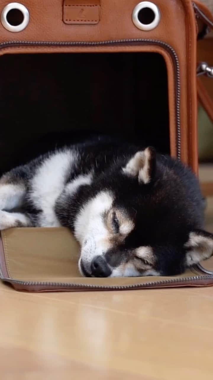 土屋鞄のインスタグラム：「皆さま素敵な週末をお過ごしください…💤  #土屋鞄 #革 #革製品 #犬 #犬のいる暮らし #いぬすたぐらむ #leather #leatherbag #dog #craftsmanship #creativity #timeless #madeinjapan #TSUCHIYAKABAN」