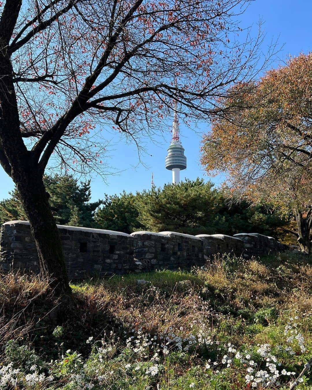 ワン・ビンナのインスタグラム：「2023년 10월말 가을의 남산🗼 한낮은 아직도 반팔이 가능할 정도로 덥고.  해가 지기 시작하면 급싸늘해짐.  구절초를 즐기려면 10월초가 좋겠다! 주말의 남산왕돈까스는 줄이 매우 길다🫣 #즐거운남산나들이😘」