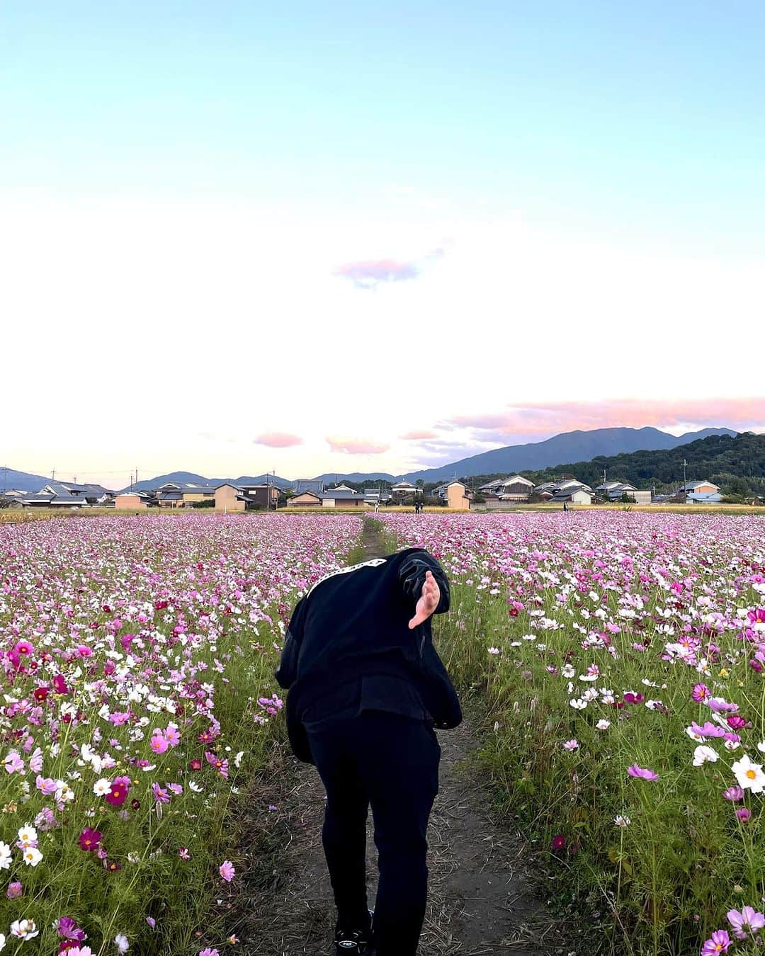 こう（夜のひと笑い）さんのインスタグラム写真 - (こう（夜のひと笑い）Instagram)「いちえを取られたので気分をリフレッシュしにコスモス畑に行ってきました。 おいでって言って手伸ばしてきたらバトンの体制してくる系男子どぉ？  #夜のひと笑い」10月29日 18時00分 - nakaikou4162