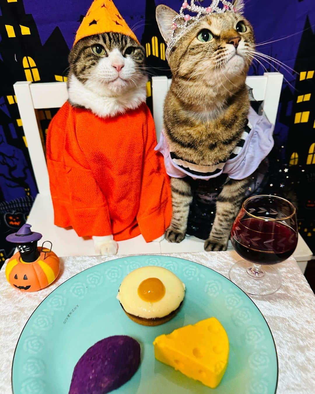 マロのインスタグラム：「🎃Happy Halloween🎃 ✴︎ 素敵なハロウィンをお過ごしください💖 ✴︎ Have a spooktacular night💖 ✴︎ #cat#cats#catsofinstagram#sweetcatclub#😻 #halloween#ねこ#ねこ部#ねこすたぐらむ#猫 #ハロウィン#ハロウィンコスプレ#猫のいる暮らし  #猫のいる生活#保護猫」