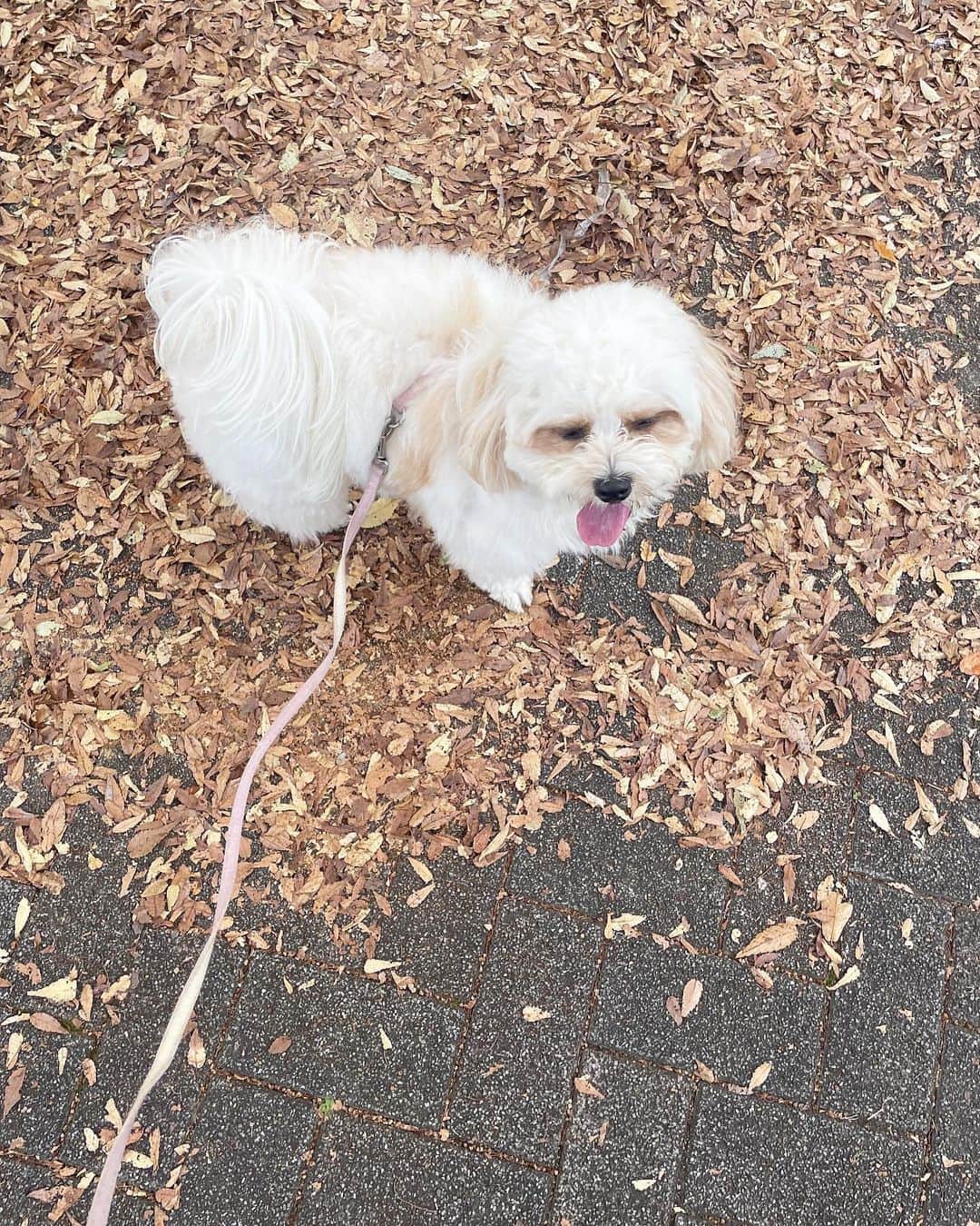 井口綾子のインスタグラム：「秋を楽しむいぬ🥰🍂」