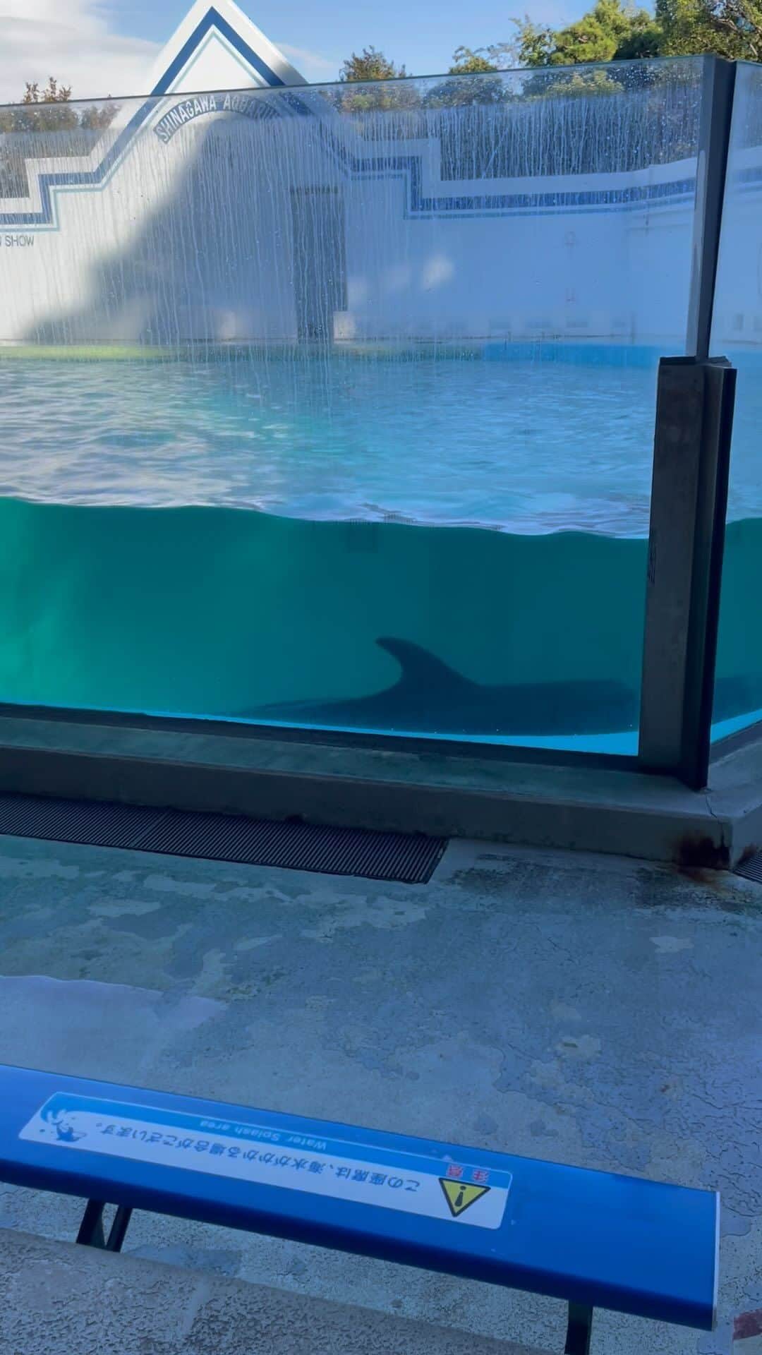 菊池桃子のインスタグラム：「*  大人になってから行く🐬水族館✨。 よい時間です。 以前は子供たちを連れて、 楽しいけれど慌しい記憶でした。  いま、改めて行くと 時間がゆっくり流れ 素敵な場所です。  #dolphins  #aquarium  #tokyo」