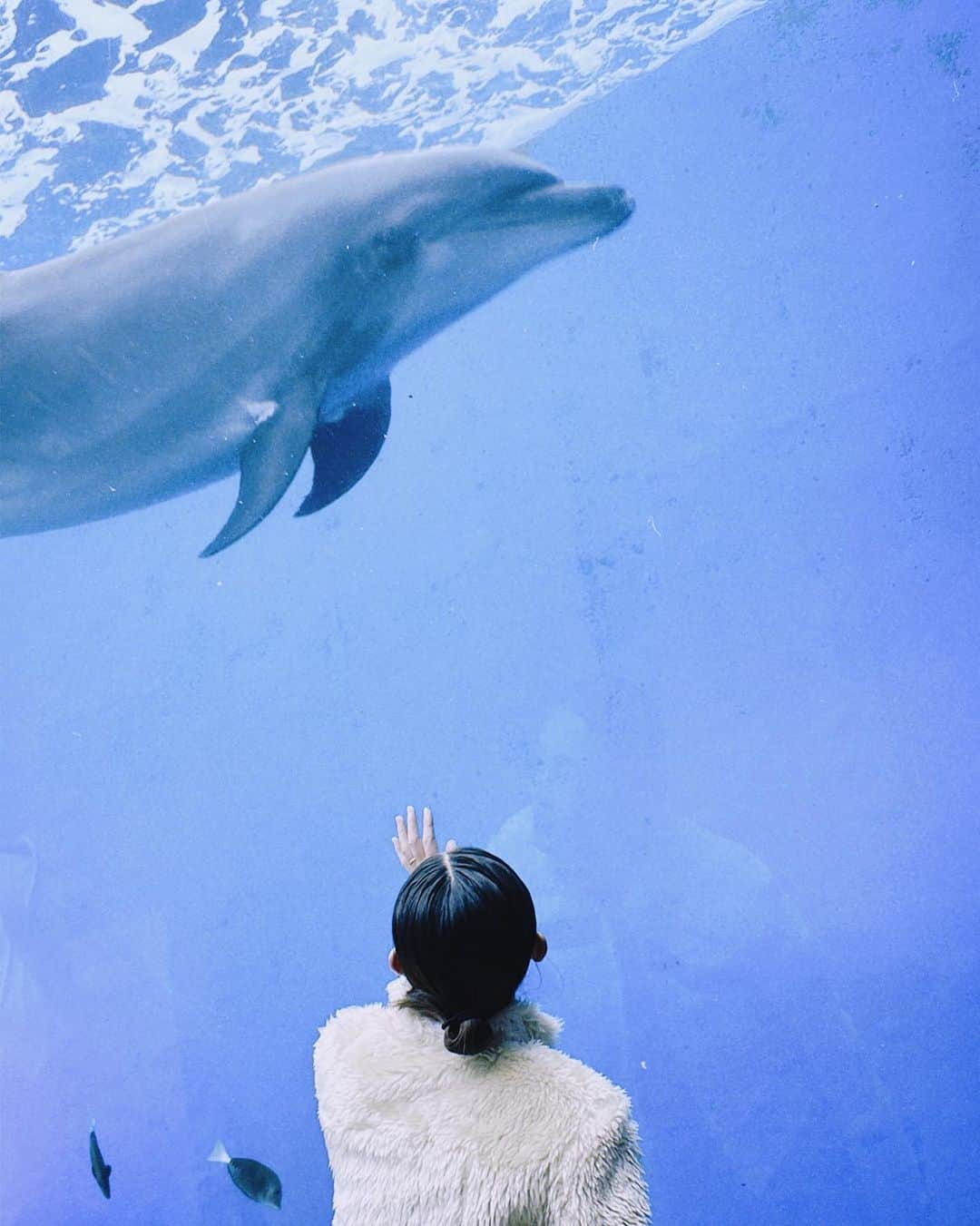 滝裕可里さんのインスタグラム写真 - (滝裕可里Instagram)「🐬🐬🐬  久しぶりに水族館へ 昔はドルフィントレーナーになることが 夢だったなーなんて懐かしくなりました。 今はドッグトレーナーな私です🐕  どのエリアの生き物も イキイキしていて嬉しくなった。 彼らが幸せだといいなぁー🍀♡  #八景島シーパラダイス #水族館 #イルカ」10月29日 18時34分 - takiyukari_official