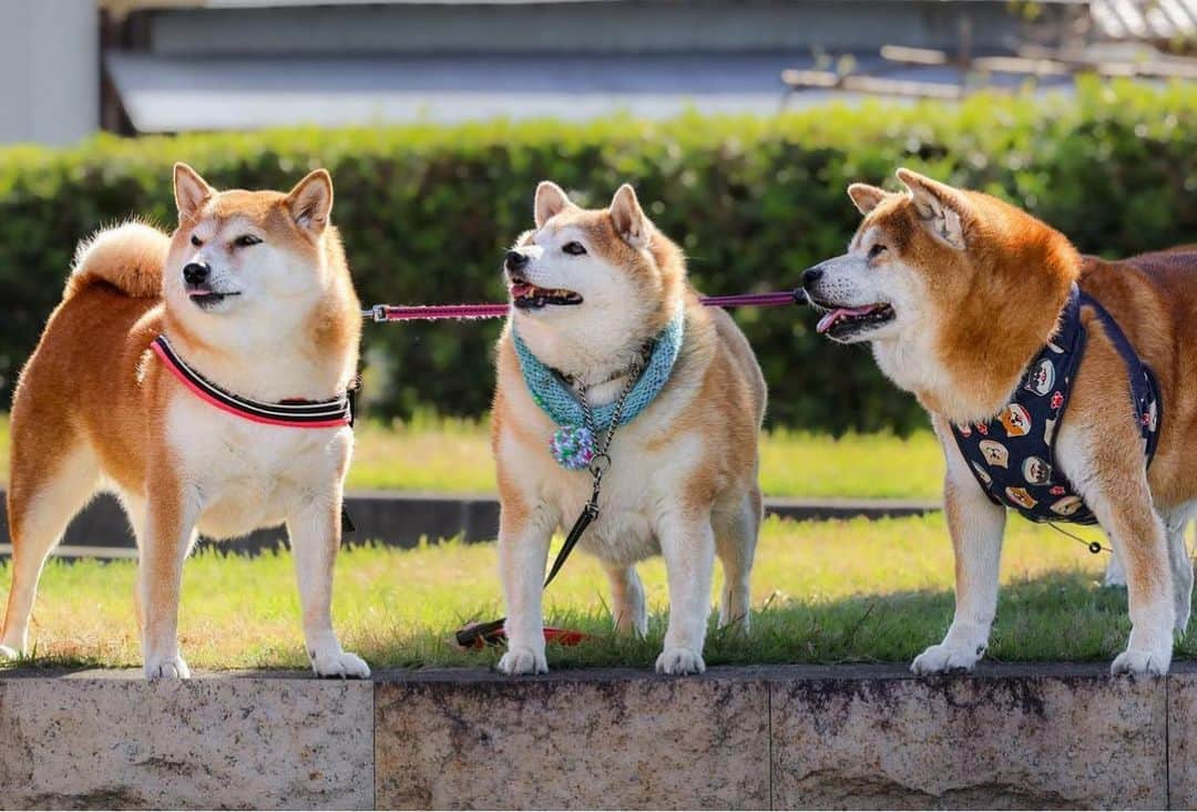 shibainu berryさんのインスタグラム写真 - (shibainu berryInstagram)「Shiba paradise😍 今朝の柴パラ😆 今朝は参加しました〜🤗  ひめ姉さん @shibainuhime チャロ小梅 @kami.yukiyo ふっくん @fukusuke0629 ひーちゃん @megu_hime_nao あいすちゃん @kuroshiba.aisu   あいすちゃんパパが素敵な写真撮ってくれました😍 ひめ姉さんは食事療法中ということでおやつ無しで遠い目…🥲 皆さまありがとうございました🥰 #柴パラ #犬の脾臓腫瘍 #犬の腫瘍摘出手術 #僧帽弁閉鎖不全症 #僧帽弁閉鎖不全症の犬 #僧帽弁閉鎖不全症手術済 #僧帽弁閉鎖不全症克服 #柴犬 #柴 #べりやん #べりむく #多頭飼い #徳島 #berry #shiba #shibainu  #shibainumania #ぷにっと部 #口角キュキュッと部 #チーム俺様 →部員絶賛募集中 #shiba_snap #proudshibas #instagramjapan #ふわもこ部 #pecoいぬ部 #pecotv #9gag @9gag @barked」10月29日 19時09分 - shibainu.berry