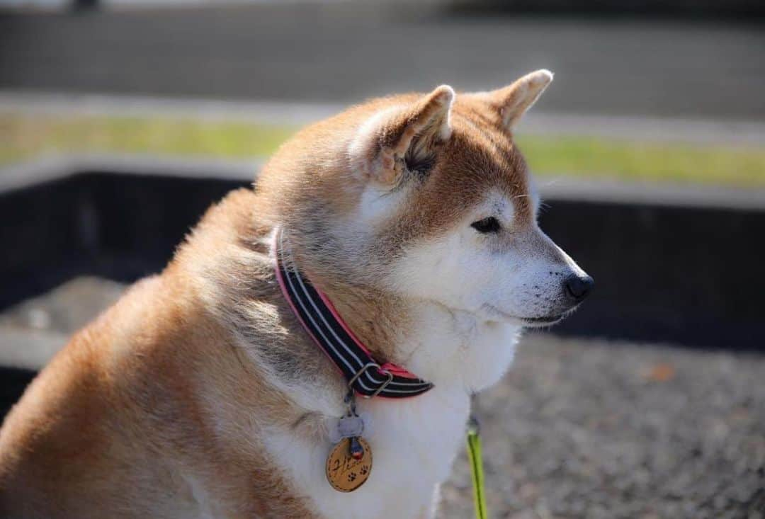 shibainu berryさんのインスタグラム写真 - (shibainu berryInstagram)「Shiba paradise😍 今朝の柴パラ😆 今朝は参加しました〜🤗  ひめ姉さん @shibainuhime チャロ小梅 @kami.yukiyo ふっくん @fukusuke0629 ひーちゃん @megu_hime_nao あいすちゃん @kuroshiba.aisu   あいすちゃんパパが素敵な写真撮ってくれました😍 ひめ姉さんは食事療法中ということでおやつ無しで遠い目…🥲 皆さまありがとうございました🥰 #柴パラ #犬の脾臓腫瘍 #犬の腫瘍摘出手術 #僧帽弁閉鎖不全症 #僧帽弁閉鎖不全症の犬 #僧帽弁閉鎖不全症手術済 #僧帽弁閉鎖不全症克服 #柴犬 #柴 #べりやん #べりむく #多頭飼い #徳島 #berry #shiba #shibainu  #shibainumania #ぷにっと部 #口角キュキュッと部 #チーム俺様 →部員絶賛募集中 #shiba_snap #proudshibas #instagramjapan #ふわもこ部 #pecoいぬ部 #pecotv #9gag @9gag @barked」10月29日 19時09分 - shibainu.berry