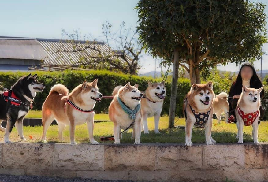 shibainu berryのインスタグラム：「Shiba paradise😍 今朝の柴パラ😆 今朝は参加しました〜🤗  ひめ姉さん @shibainuhime チャロ小梅 @kami.yukiyo ふっくん @fukusuke0629 ひーちゃん @megu_hime_nao あいすちゃん @kuroshiba.aisu   あいすちゃんパパが素敵な写真撮ってくれました😍 ひめ姉さんは食事療法中ということでおやつ無しで遠い目…🥲 皆さまありがとうございました🥰 #柴パラ #犬の脾臓腫瘍 #犬の腫瘍摘出手術 #僧帽弁閉鎖不全症 #僧帽弁閉鎖不全症の犬 #僧帽弁閉鎖不全症手術済 #僧帽弁閉鎖不全症克服 #柴犬 #柴 #べりやん #べりむく #多頭飼い #徳島 #berry #shiba #shibainu  #shibainumania #ぷにっと部 #口角キュキュッと部 #チーム俺様 →部員絶賛募集中 #shiba_snap #proudshibas #instagramjapan #ふわもこ部 #pecoいぬ部 #pecotv #9gag @9gag @barked」