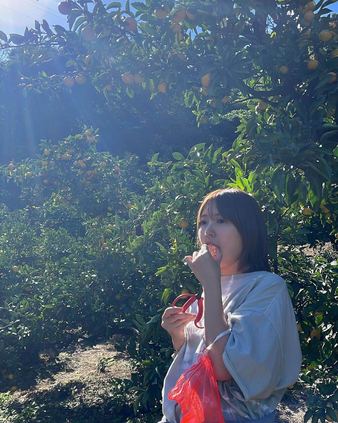 橋本香澄さんのインスタグラム写真 - (橋本香澄Instagram)「. orange picking 🍊 . #みかん狩り #湯河原」10月29日 19時24分 - _jasmine_tete_