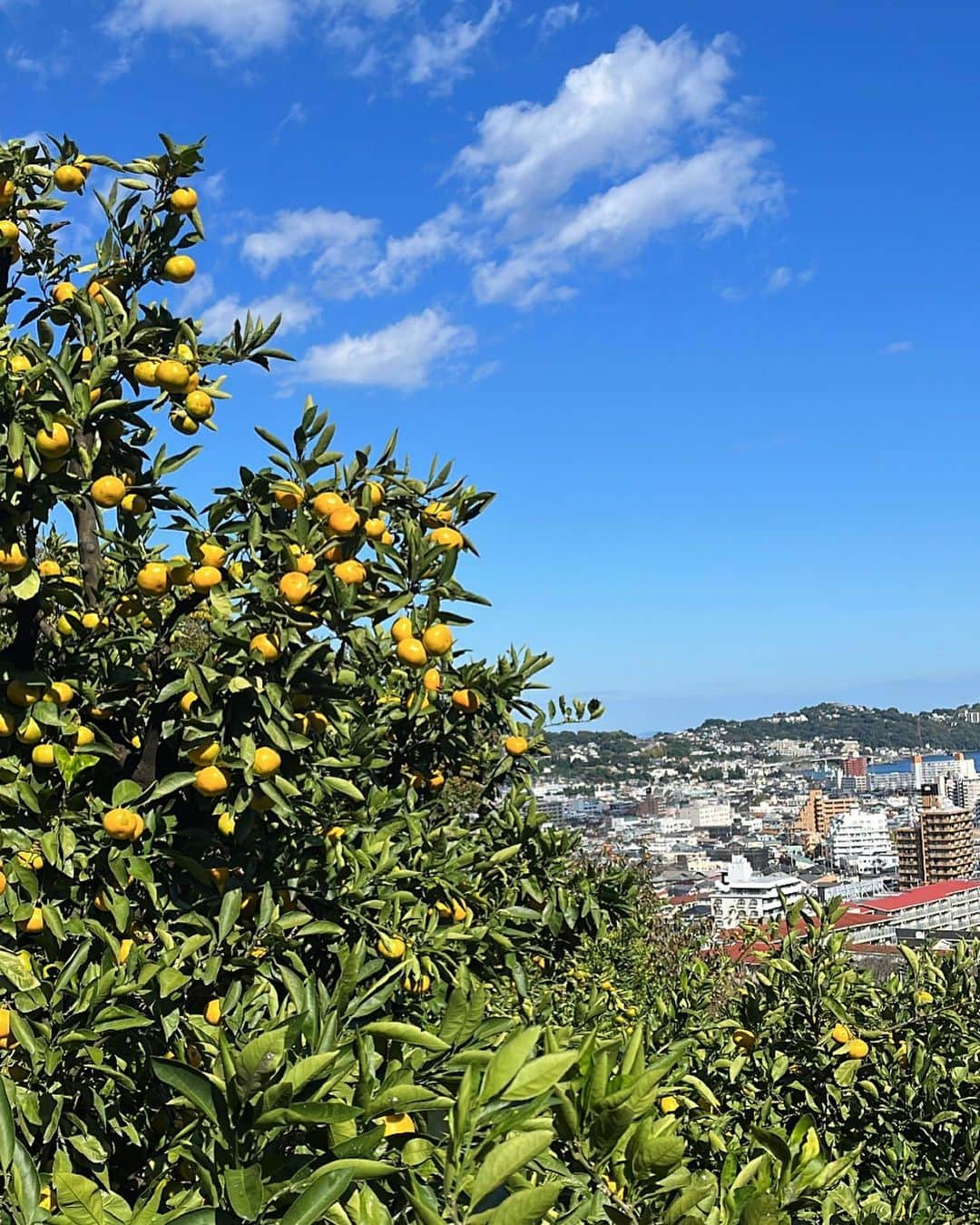 橋本香澄さんのインスタグラム写真 - (橋本香澄Instagram)「. orange picking 🍊 . #みかん狩り #湯河原」10月29日 19時24分 - _jasmine_tete_