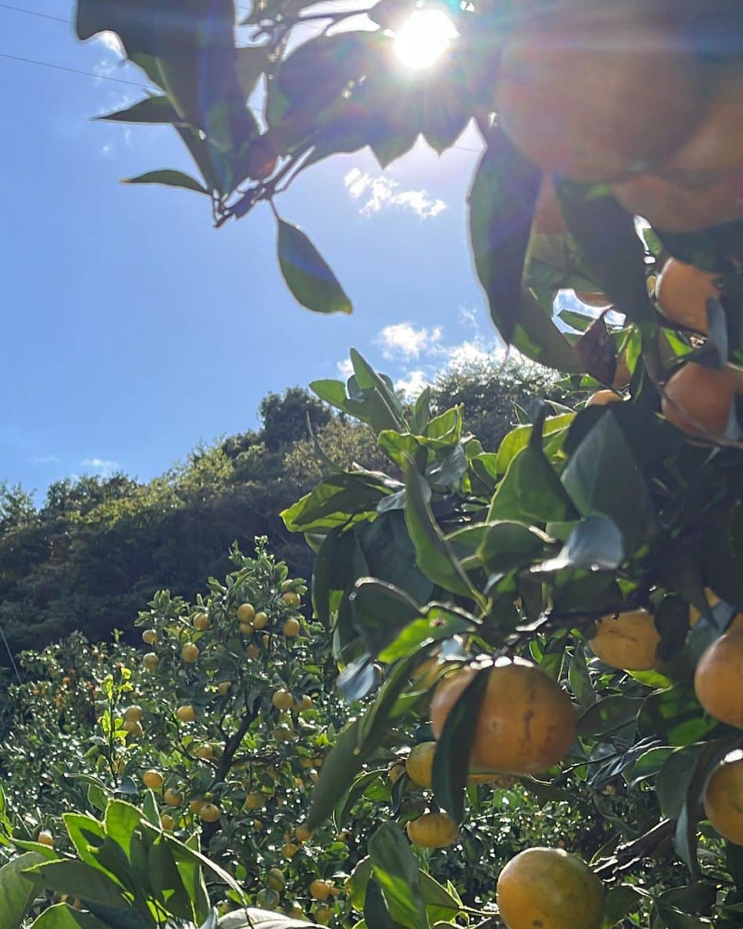 橋本香澄さんのインスタグラム写真 - (橋本香澄Instagram)「. orange picking 🍊 . #みかん狩り #湯河原」10月29日 19時24分 - _jasmine_tete_