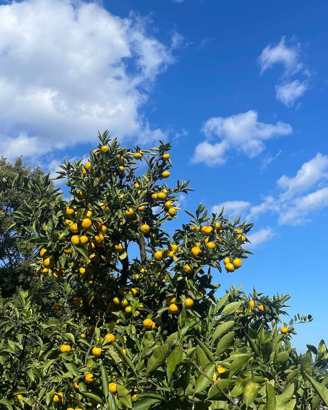 橋本香澄のインスタグラム：「. orange picking 🍊 . #みかん狩り #湯河原」