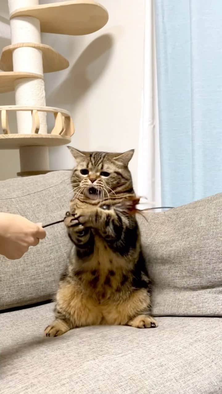 Purin_munchkincatのインスタグラム：「メルが大好きな猫じゃらし😸🎶 遊んでる顔が可愛すぎてずっと見ていられる〜💕  #短足マンチカンのプリンとメル #マンチカン #茶トラ #キジトラ #短足 #短足マンチカン #子猫 #ねこ部 #cat #munchkincat #catstagram #ilovecat #ふわもこ部 #catloversclub #munchkinlovers #catsofinstagram #にゃんすたぐらむ #ねこのいる生活 #猫好きさんと繋がりたい」