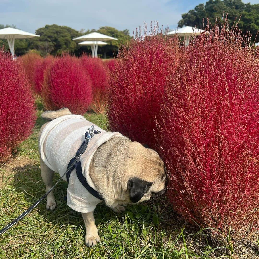 朝長美桜さんのインスタグラム写真 - (朝長美桜Instagram)「秋だね🍁🍂 今年も紅葉見に行くの楽しみだな☺️ この時期はついついドクターマーチン履きたくなるし、足元見て可愛くてついつい写真撮ってる📸🤍  #drmartens#ドクターマーチン#Amy#Amyaccessory#pug#パグ#海の中道海浜公園#コスモス」10月29日 19時28分 - miochan_0517