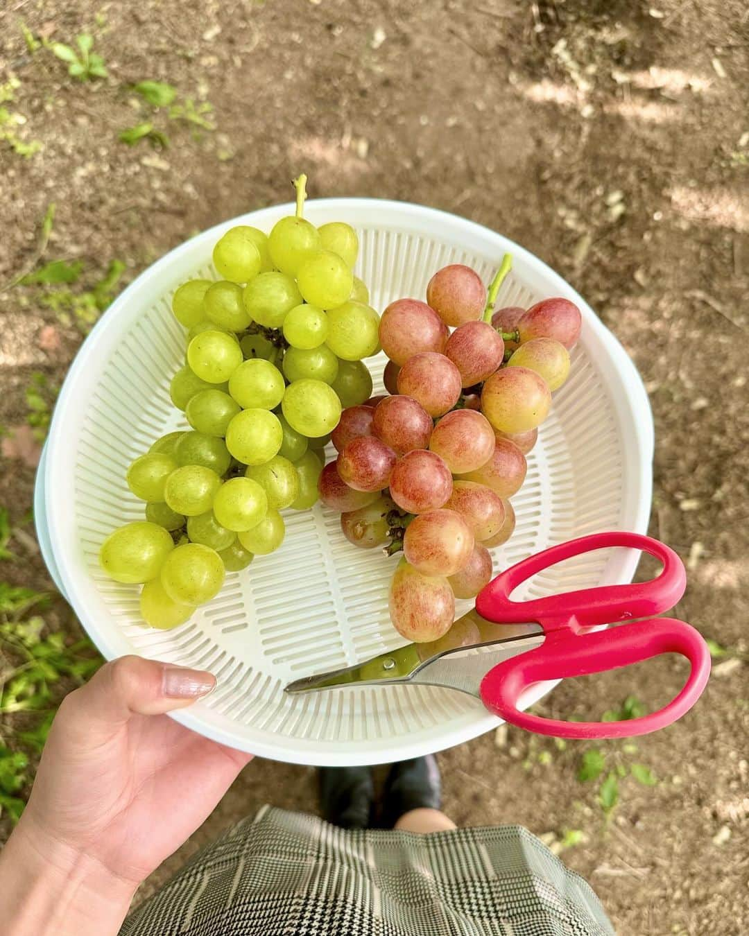 加藤早和子さんのインスタグラム写真 - (加藤早和子Instagram)「.  ぶどうたくさん食べて幸せだった日🍇  体感、秋は1週間くらいで終わってしまったような気持ち…  . . #ぶどう狩り #ぶどう #秋の味覚 #秋 #大迫町 #休日 #時差」10月29日 19時29分 - kato_sawako