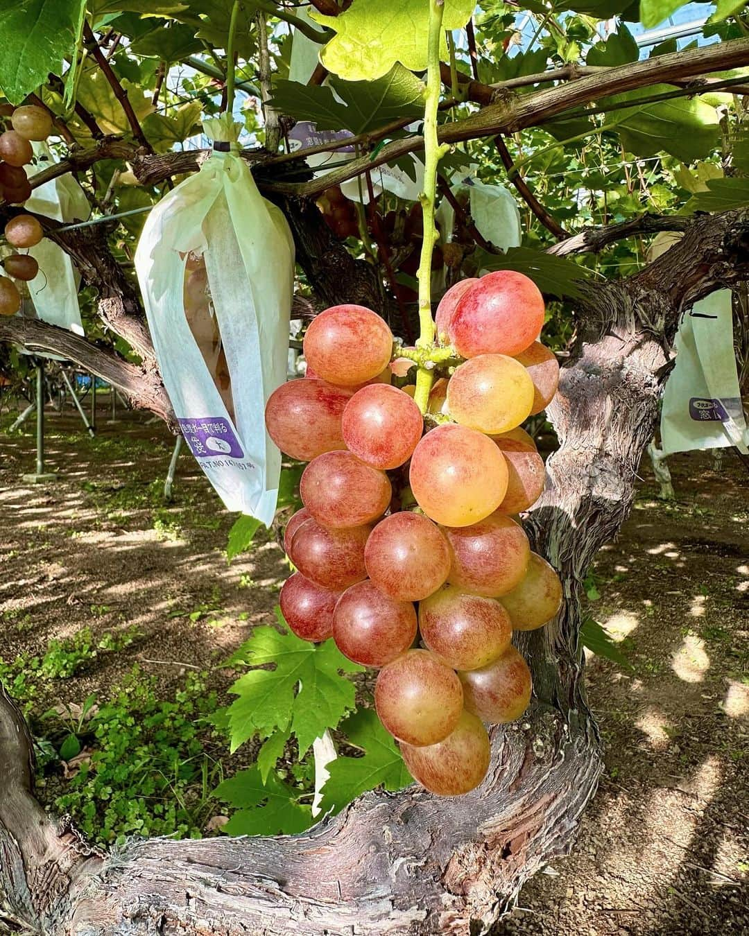 加藤早和子さんのインスタグラム写真 - (加藤早和子Instagram)「.  ぶどうたくさん食べて幸せだった日🍇  体感、秋は1週間くらいで終わってしまったような気持ち…  . . #ぶどう狩り #ぶどう #秋の味覚 #秋 #大迫町 #休日 #時差」10月29日 19時29分 - kato_sawako