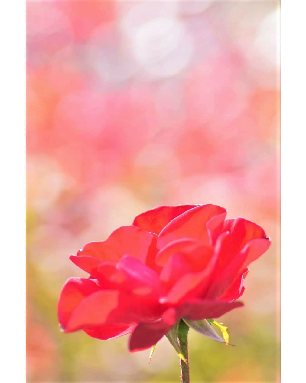 花の写真館のインスタグラム：「Photo by 桒田 浩. . Original Post[投稿いただいたURL] https://www.facebook.com/photo.php?fbid=2020901104763102 . 本アカウントは、 #私の花の写真 をつけてInstagramに投稿された皆さまの花の写真や、「花の写真館」Facebookページで投稿された花の写真を紹介します。 「花の写真館」Facebookページは、「 @floral.photograph 」のプロフィールにあるURLからご覧ください。 . ※各種法令、マナー、関係者の指示に従った撮影をお願いします。 *Please ensure that your photography adheres to all relevant laws, etiquette, and instructions issued by authorized persons. ※本アカウントは東京カメラ部がFacebook、Instagramのサービスを利用して運営しているもので、Meta社・Instagramとは一切関係ありません。 . #花の写真館 #floralphotograph #floralphoto #flower #flowers Follow: @floral.photograph」