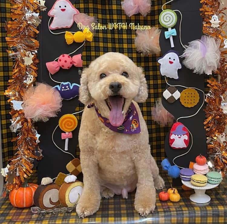 高橋沙弥華のインスタグラム：「ハロウィンのバンダナもらった👻🎃  イケワン🐕🩷🩷🩷  . . .  #トリミングサロン #シンプルな暮らし #シンプルな生活 #シンプルなくらしに憧れる #トイプー #でかぷー #🐕 #節約 #節約生活 #お金持ちになる方法 #お金持ちになりたい #ふわもこ #ふわもこ部 #いぬらぶ #いぬら部」