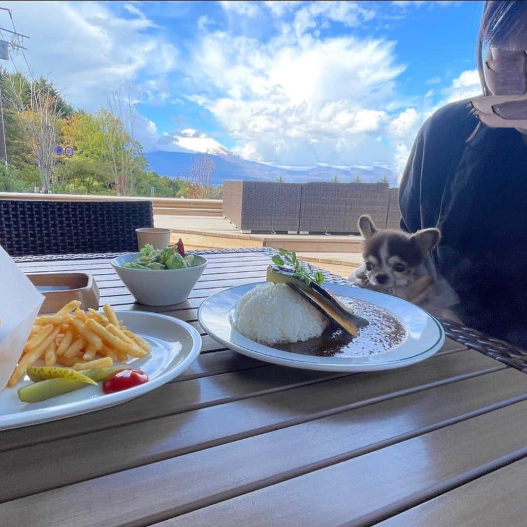 kotaro45さんのインスタグラム写真 - (kotaro45Instagram)「2023.10.29 (日)  雨がやんだので 行ってみたかった FUJIMI CAFE さんへ 思ってたより寒かった… コタちゃんは 毛布に包まれてぬくぬく♡ ごはんもケーキも美味しかったー  #コタとおでかけ」10月29日 19時44分 - kotaro45