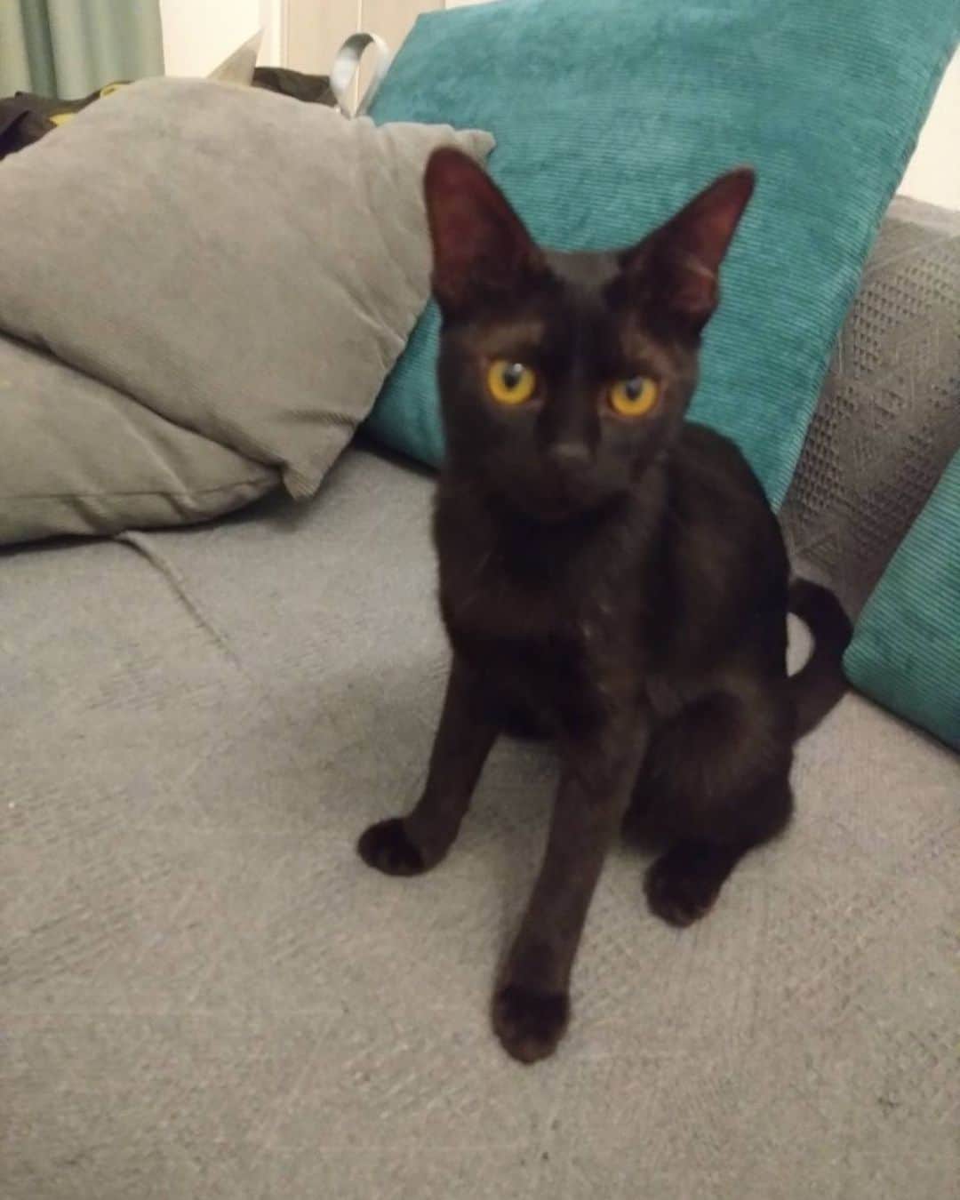 のインスタグラム：「マムたん大きくなりました🐱  事故か何かで脳に障害がありゆらゆら揺れてます。  うちに来た当初の投稿もありますが、 あの日はどうなるかと思いましたが、 めちゃくちゃ元気に育ちました😃  今週避妊手術を予定しています。  脳に障害があるため 手術の麻酔で、障害の悪化の可能性もありえるということですが 避妊しないと本人もしんどいのでしてもらうことにしました🐱  マムは白血病陽性も出ておりまして、何かと心配ではありますが できるだけのことはしてゆきます。 . . . 皆様からの温かいご支援お願い致します Amazon欲しいものリスト  「宮古島SAVE THE ANIMALS」で検索 http://amzn.asia/gun9t9k  直接お送り頂ける場合は  906-0203 沖縄県宮古島市上野字宮国1809 「宮古島セーブザアニマルズ」までお願い致します。 ――――― ―――――――――――――  ゆうちょからのお振り込 【記号】17030 【番号】19189221 【口座名義】宮古島ＳＡＶＥＴＨＥＡＮＩＭＡＬＳ  その他金融機関からのお振り込 【銀行名】ゆうちょ銀行 【支店名】 七〇八　（店番 708） 【口座種別】普通 【口座番号】1918922 【口座名義】ミヤコシ゛マセーフ゛サ゛アニマルス゛  クレジット/コンビニ決済/PayPal/楽天ペイからの寄付ページはこちらから ↓ https://savetheanimals.stores.jp  チャリティグッズの購入はこちら ↓  https://miyakojima.base.shop/」