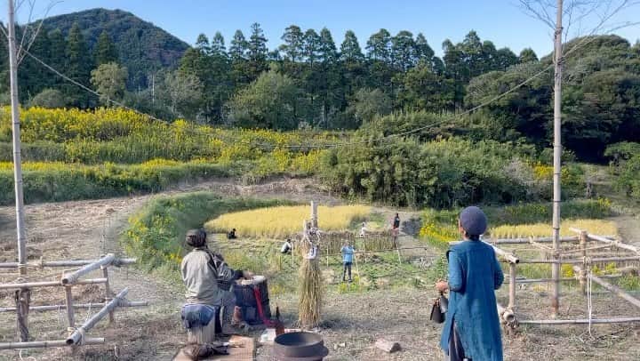 大田由香梨のインスタグラム：「今夜は満月🌕 そんな月の巡りに合わせて、無農薬で古代米を栽培されている　@gozendon さんの　今年の満月収穫祭を手伝いに、 千葉県の鴨川へ行って参りました🕊✨  美しい棚田には、しっかりと力強く実ったお米様達が🥹🫶🏻  地元のシャーマンの方がいらっしゃり、 あらゆる精霊や生きとし生けるものや消えるもの、全ての繋がりと関わりに感謝をして、御祈祷をして貰いました。  そして、この棚田へ水を産み出す山へ感謝をして、収穫させていただきました🥹🫶🏻  収穫の間、ずっとこの音に包まれながら🫶🏻 まるでタイムスリップしたかのような異次元🪐  最高の天気、そして、棚田で食べるおむすびは🍙格別でございました🥹🙏🏻✨  今日は棚田のオーナーの皆様がたくさん来ていて、自分たちのお米を収穫されていました👍🏻 子供達も一緒に作業をして、こんな幸せな時間があるのかと。天国のような時間でした🕊  この寺子屋の二期生の募集が始まったようです🫶🏻  生きる事(食べること)を学べる。 この地球で生きるということ。 自然の巡り。 学校では教わらないことが、 全てここにはあるように感じます🫶🏻  東京から車で1時間半ちょっとくらいで到着するので、 ぜひ、ご興味のある方は、来年、稲田さんと一緒にお米を育ててみてはいかがでしょうか？  本当に一年で一番ありがたい瞬間🥹🙏🏻  今夜は月がより一層明るくて、幻想的です🌕✨  生かしていただいていることに心から感謝☺️🙏🏻✨  そして、　@gozendon さんとの出逢いに心から感謝☺️🙏🏻✨」