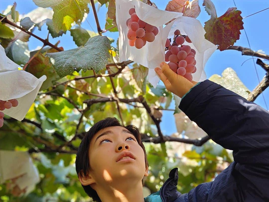 村山輝星のインスタグラム：「🍇  先日、山梨県へぶどう狩りに行きました。 制限時間内は、食べ放題。 お昼ご飯を食べた直後だったので、量は控え目になりましたが、2房丸ごと食べました！  ぶどうは枝に近い果実から熟すため、房の上の方が甘くなるそうです。なので、食べる時には下（房の先）から上に向かって食べると最後までおいしく食べられることを知りました。  そこで、そう言えば、ぶどうってどんな花が咲くんだっけ？ 実は間近で見たことがないよね？？ という話になり、調べたら、ぶどうは、ひと粒ひと粒に黄緑色の蕾ができ、花びらは下から上に向かって開いて、直ぐに落ちてしまうのだそうです。中心にめしべ、周りに５本のおしべが残るので、その時の房は全体的に線香花火が散った時みたいにフサッ（←適切な表現が見当たらず、私なりの言葉ですが・・）と見えるそうです。  ぶどうは私の大好きな果物のひとつなのに、知らないことだらけでした。  またいつか果物狩りに行って、お腹いっぱい食べたいなと思いました。  by きらり  🍇🍇🍇  #村山輝星 #劇団東俳 #Tプロジェクト #ぶどう #ぶどう狩り #秋 #食べ放題」