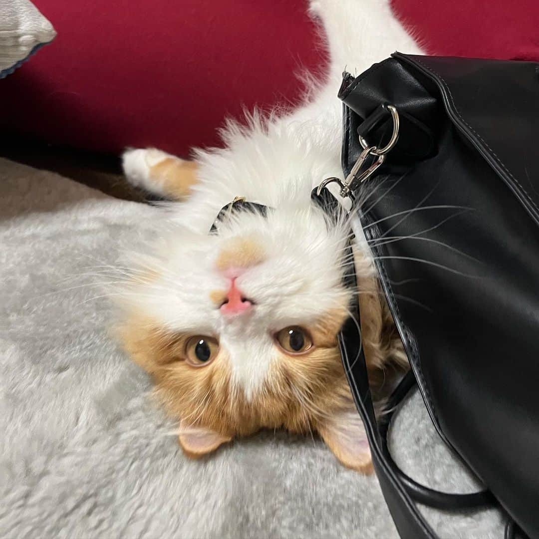 さやのインスタグラム：「ねっこ」