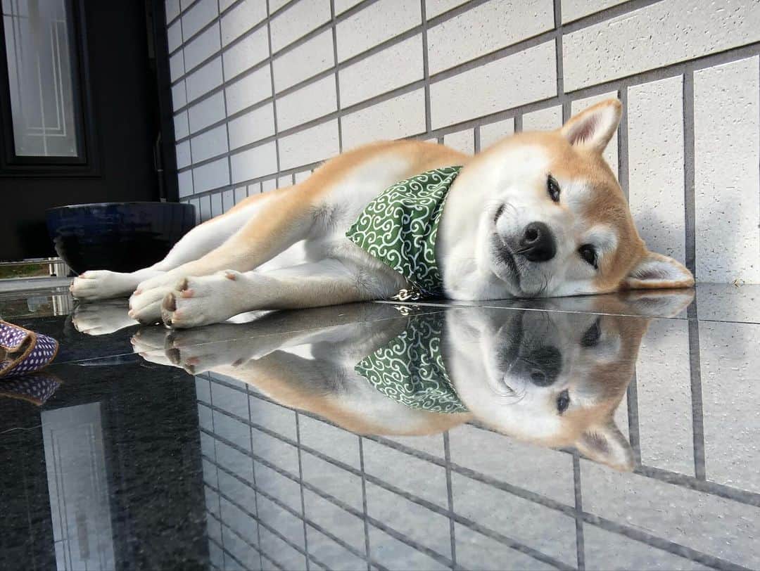 のインスタグラム：「🐾  気持ちよさそうな 豆ちゃまがかわいい🩷  今年は仮装なし🥸 #happyhalloween   …………………………………………🖋 #徳島柴ちゃん会　#shiba #徳島 #豆柴　#shibainu #dog #柴犬 #anicas#amazonpets #豆助座衛門　#犬」