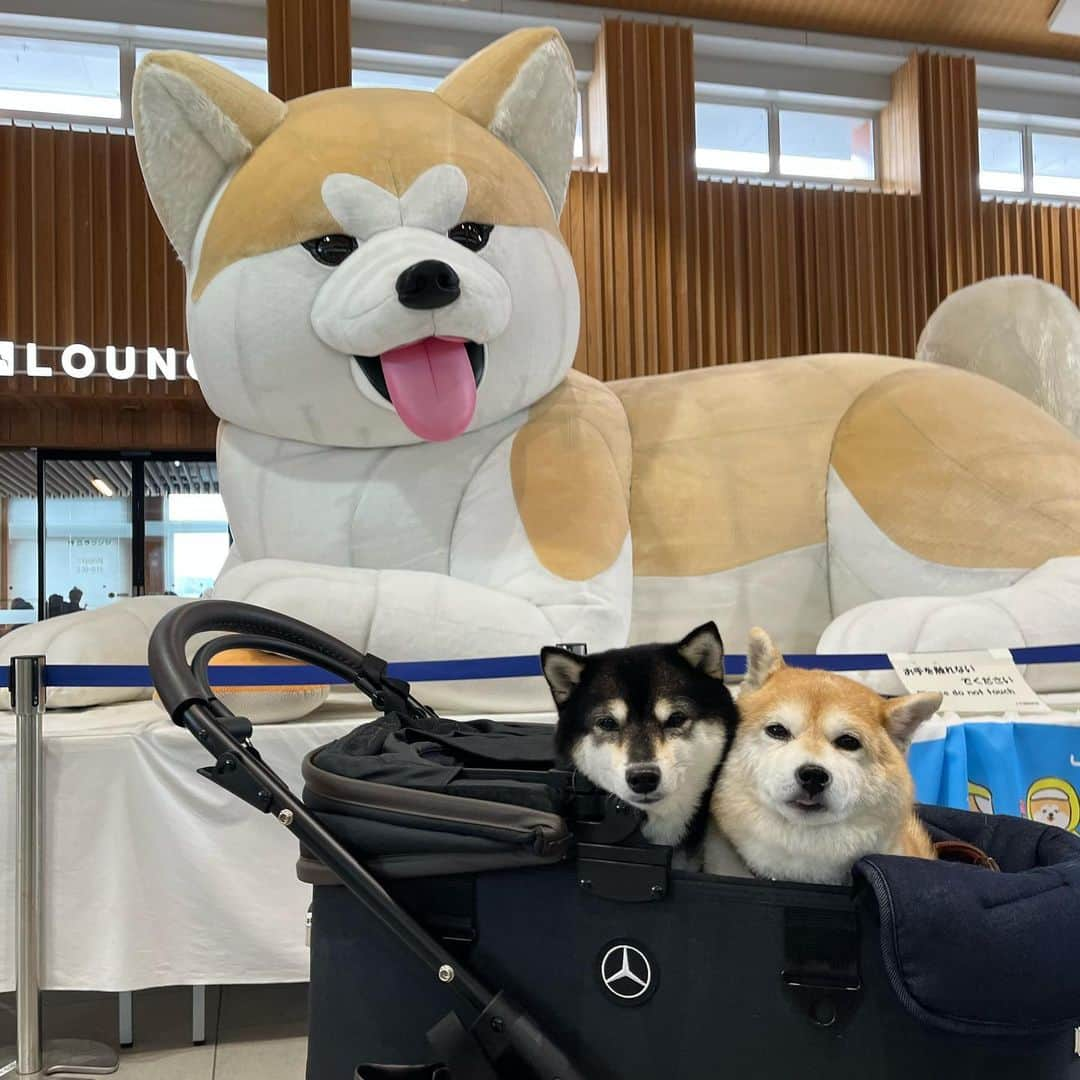 豆柴なつ&ふゆのインスタグラム：「We go to Akita😊⭐️ Shibainu with Akitainu🐕❤️ 秋田犬と柴犬のコラボ🐕❤️  #東北旅行 #秋田 #akita   #秋田犬 #akitainu  #秋田駅    #trip  #犬連れ旅行　#旅行 #ワンコと旅行 #犬と旅行  #犬のいる暮らし  #しばいぬ #シバフル #わんダフォ #shibamania  #shiba_snap  #instashiba#cutedogs  #柴犬#shiba #shibainu #shibastagram #pecoいぬ部 #shibainumag_feature #dogoftheday  #🐕📷 #theshibasociety」