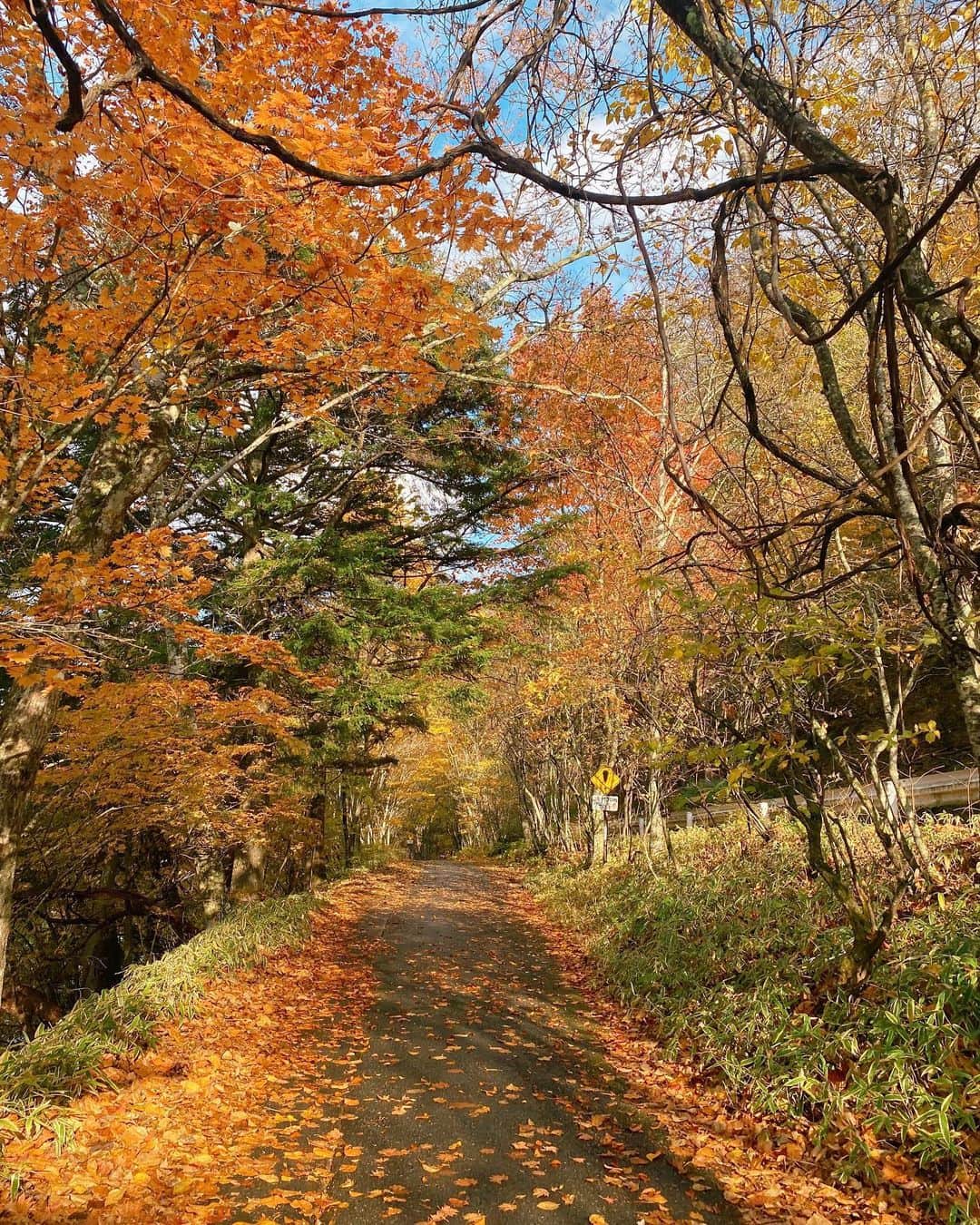 和田瞳さんのインスタグラム写真 - (和田瞳Instagram)「落ち葉の絨毯に色付いた木々と中禅寺湖、最高のロケーション。 本当にベストタイミングでした🍂🍁  小学校の修学旅行と大学生のときに行ったことがあって、 今回が3回目だったのだけど中禅寺湖は初めてだったの。  湖畔をお散歩してるだけでとっても癒されました。 ちょっと冷たい空気も美味しかったな～  vest : #melirich tops : #momentplus skirt : #RANDA shoes : #TODS bag : #louisvuitton」10月29日 20時41分 - hitogram0218