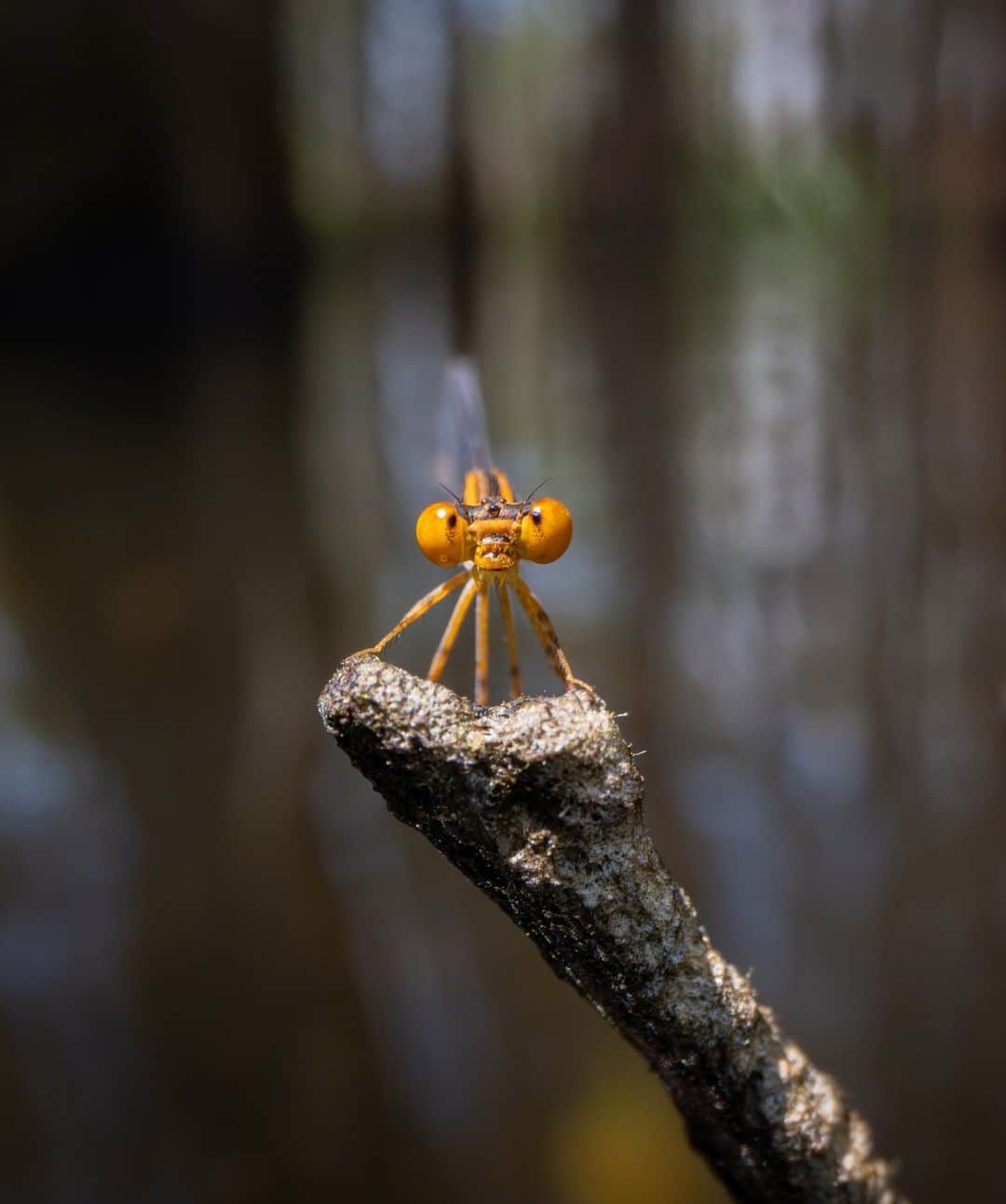ナショナルジオグラフィックのインスタグラム：「Photo by Keith Ladzinski @ladzinski | Eye to eye with a familiar bluet damselfly, perched on a cypress in the Florida Everglades. These little predators are key to the health of an ecosystem, voraciously hunting insects as well as being helpful pollinators. You can easily distinguish the females, like this one, by their distinct color patterns and hues.」