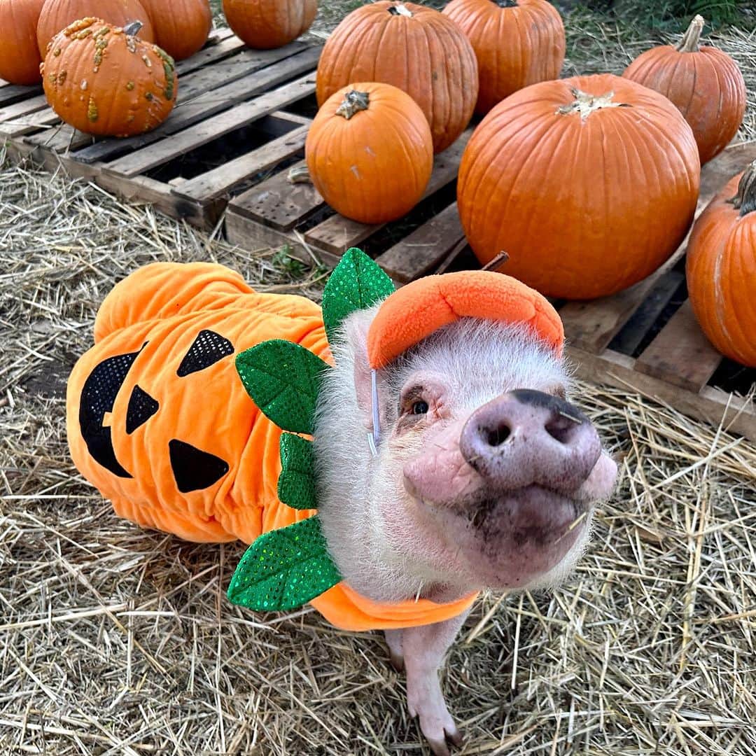 Priscilla and Poppletonさんのインスタグラム写真 - (Priscilla and PoppletonInstagram)「I only have pies for you! Swipe through to see the cutest pumpkins in the patch. We had a blast visiting f the pumpkin patch this year.🐷🎃 #cutestpumpkininthepatch #jacksonville #piggypenn #poseyandpink #prissyandpop」10月26日 0時01分 - prissy_pig