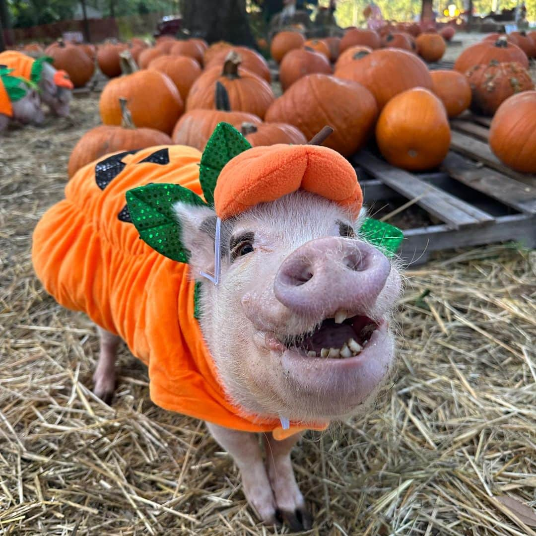 Priscilla and Poppletonさんのインスタグラム写真 - (Priscilla and PoppletonInstagram)「I only have pies for you! Swipe through to see the cutest pumpkins in the patch. We had a blast visiting f the pumpkin patch this year.🐷🎃 #cutestpumpkininthepatch #jacksonville #piggypenn #poseyandpink #prissyandpop」10月26日 0時01分 - prissy_pig