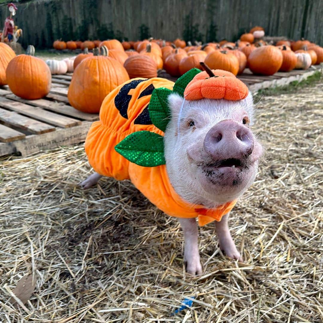 Priscilla and Poppletonさんのインスタグラム写真 - (Priscilla and PoppletonInstagram)「I only have pies for you! Swipe through to see the cutest pumpkins in the patch. We had a blast visiting f the pumpkin patch this year.🐷🎃 #cutestpumpkininthepatch #jacksonville #piggypenn #poseyandpink #prissyandpop」10月26日 0時01分 - prissy_pig