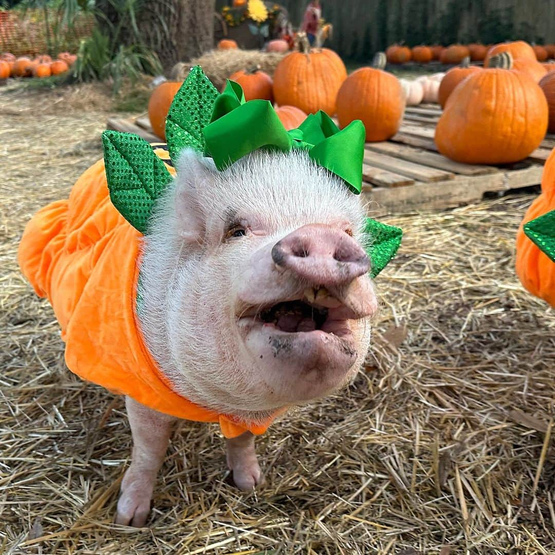 Priscilla and Poppletonのインスタグラム：「I only have pies for you! Swipe through to see the cutest pumpkins in the patch. We had a blast visiting f the pumpkin patch this year.🐷🎃 #cutestpumpkininthepatch #jacksonville #piggypenn #poseyandpink #prissyandpop」