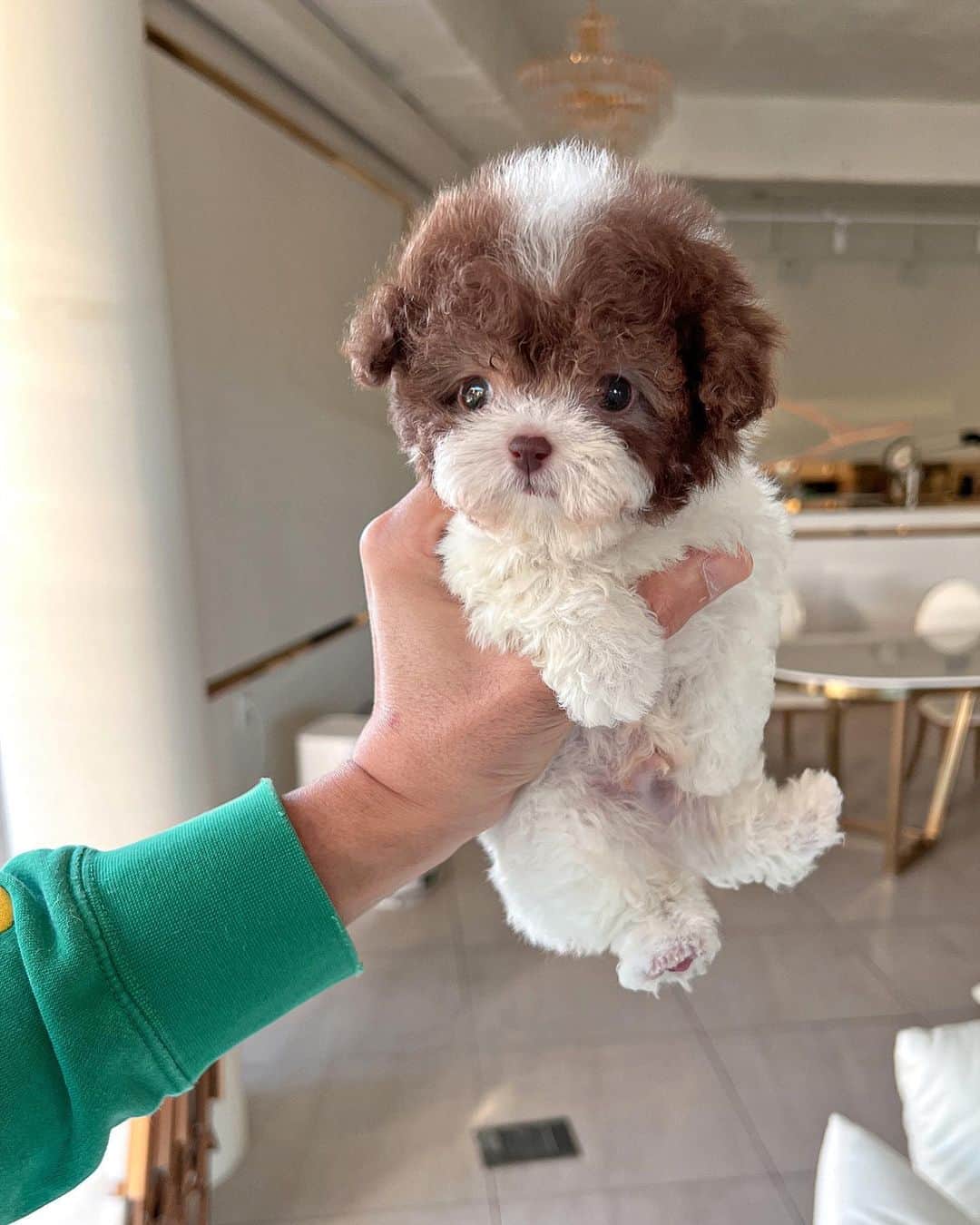 Rolly Pups INCのインスタグラム：「New Babies @rollypups.official 💕」