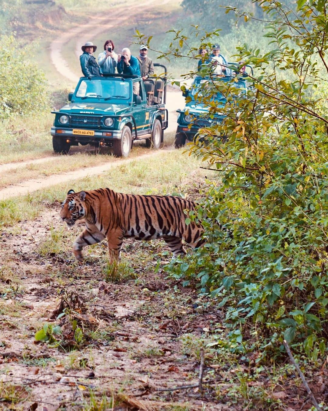 Aylen Aさんのインスタグラム写真 - (Aylen AInstagram)「In the realm of the wild, where encounters with majestic tigers redefine the meaning of awe. 🐅」10月26日 0時05分 - aylen25