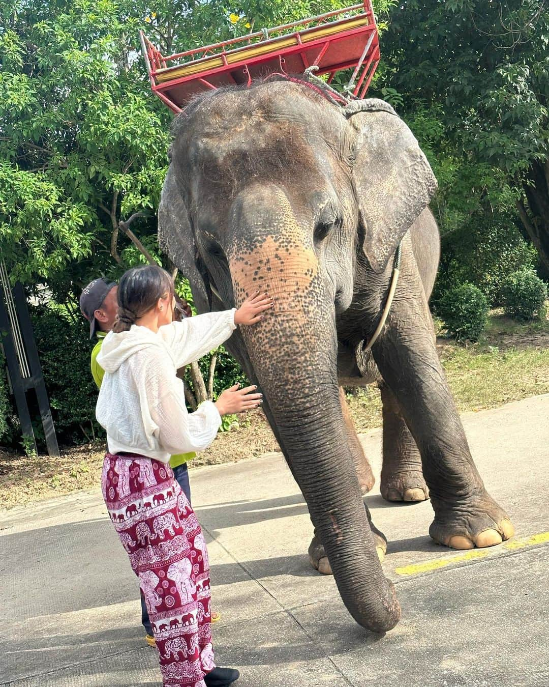 朱里さんのインスタグラム写真 - (朱里Instagram)「象さん🐘  #stardom #GE #prowrestling #Thailand #elephant #big #cute #cool #strong」10月26日 0時25分 - syuri_official