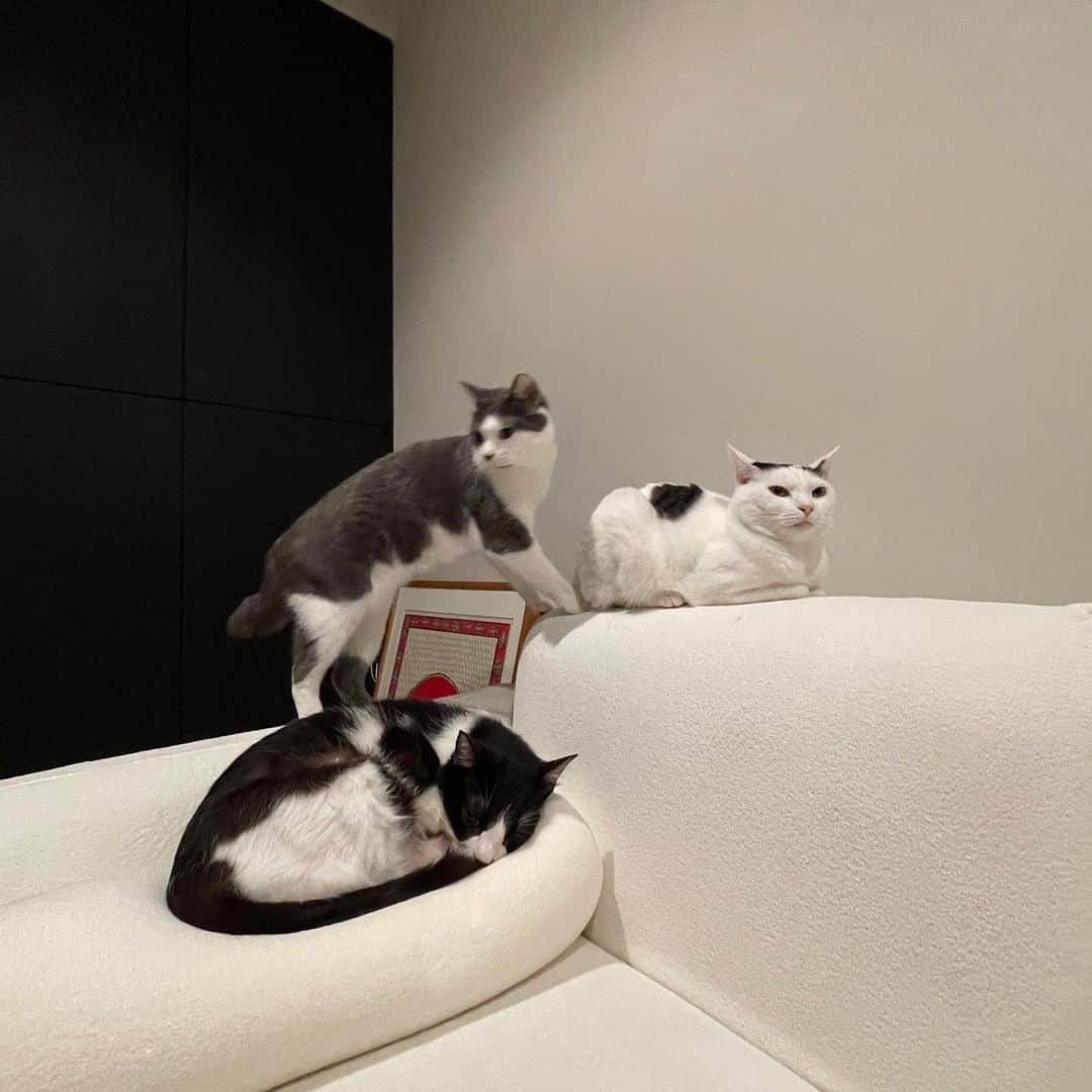 猫ラボのインスタグラム：「空気読まず深夜にひとりだけハイテンション猫」