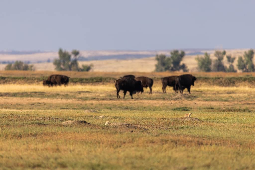 国立アメリカ歴史博物館のインスタグラム：「This view from August 2023 shows bison and prairie dogs at American Prairie, a nature preserve in Montana, where researchers for the Smithsonian’s National Zoo and Conservation Biology Institute carry out their work alongside Native Nations (Blackfeet Nation, Fort Belknap Indian Community, Fort Peck Assiniboine and Sioux Tribes), universities, and conservation organizations. Efforts to restore bison and prairies go hand-in-hand with the educational goals of Mariah Gladstone (Blackfeet, Cherokee), our guest chef for a “Cooking Up History” program at the National Museum of American History on November 4, at 3:30 p.m.   While preparing a dish containing bison and the Three Sisters of Indigenous foodways (corn, beans, squash), Gladstone will speak about prairie ecologies and the role of bison in revitalizing biodiversity on these important grasslands. She will illuminate the impacts of climate change on bison and their geographic range, and share, more broadly, how Indigenous growers and food practitioners are using ancestral ingredients and land management practices to sustain and strengthen their communities and the surrounding environments.   “Revitalizing Indigenous Food Knowledge and Healthier Ecosystems” is a free in-person event that will also be live-streamed. Please follow the link in our bio to register.  📷: Roshan Patel, Smithsonian’s National Zoo & Conservation Biology Institute   Cooking Up History is made possible by Dr. Stephanie Bennett-Smith, with additional support from @wegmans.  #SmithsonianFood #SmithsonianWomensHistory」