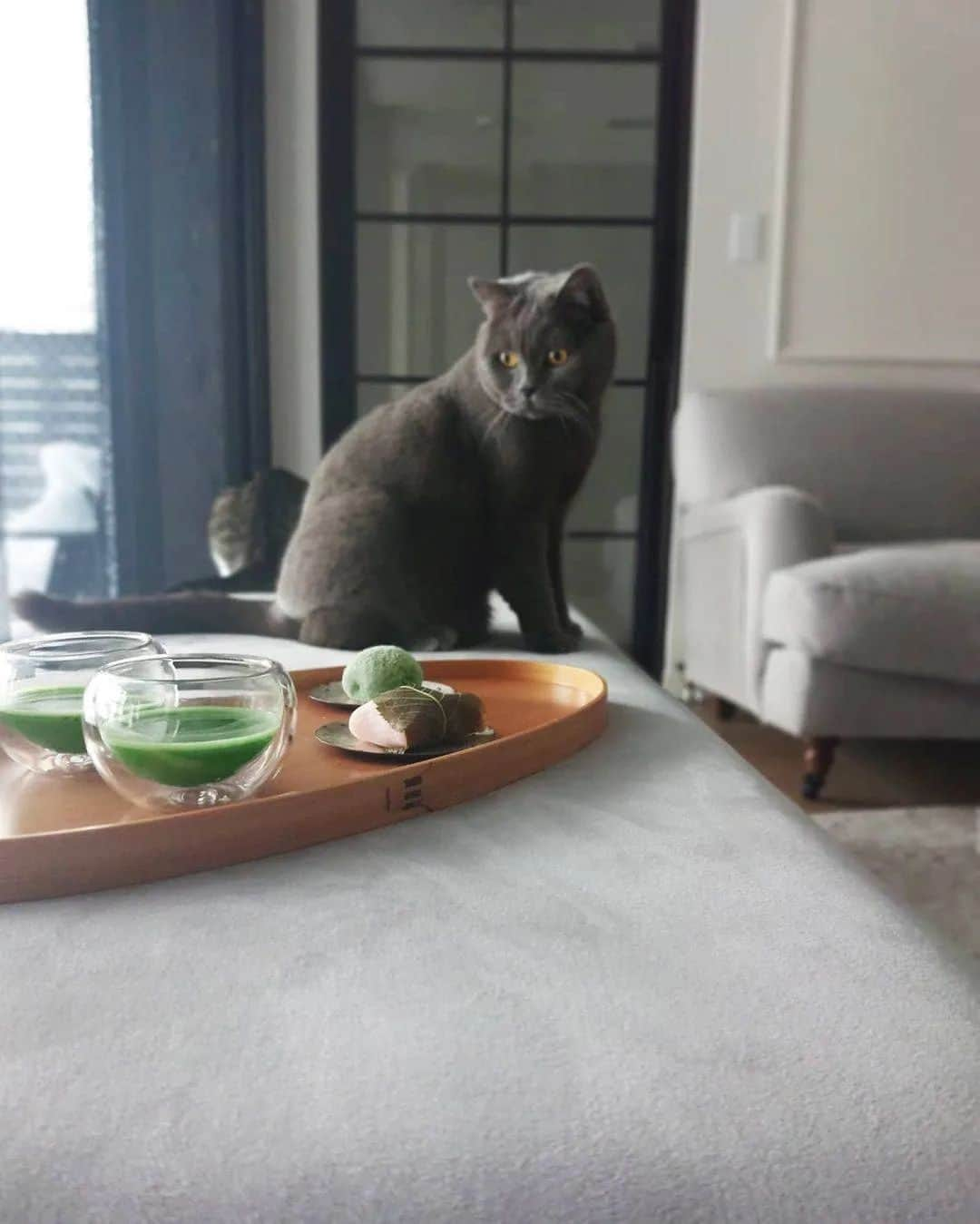 Matchæologist®さんのインスタグラム写真 - (Matchæologist®Instagram)「#Matcha is meant to be shared with your 🐈 best friends! 🙈 Hands up if you’d love to join @mvege_ in this wonderful #MatchaRitual featuring our #Matcha Brewing Kit! 🌿 . The Matchaeologist® Matcha Brewing Kit combines our signature artisanal grade matcha Matsu™ 🍃 with a carefully selected assortment of handcrafted matcha-ware products curated and designed to balance traditional ceremonial values with contemporary functionality. ✨  We’re also offering a 10% introductory discount on your first order. 🌱 😱 Simply head to our website and enter your email address when prompted! . 👉 Click the link in our bio @Matchaeologist . Matchæologist® #Matchaeologist Matchaeologist.com」10月26日 0時55分 - matchaeologist