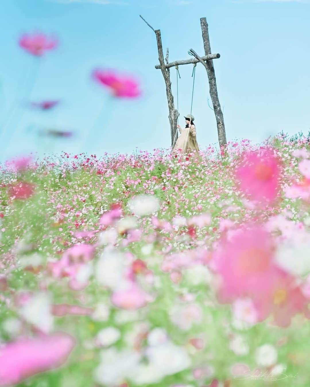 ニコンイメージングジャパン公式さんのインスタグラム写真 - (ニコンイメージングジャパン公式Instagram)「‖花の駅せら Photo by @3i._.saisons https://www.instagram.com/p/CjuS6p3vJZF/ * ニコンのカメラ・レンズで撮影され、「#nikoncreators」をつけて投稿していただいた皆さまの作品をご紹介します。投稿の際は使用機材名をぜひご記載ください。 （作品使用に関するガイドラインは本アカウントのプロフィールに記載しているURLからご覧ください）  #nikoncreators #ニコン #nikon #一眼 #カメラ #camera #nikon📷 #nikonlove #light_nikon #コスモス #ブランコ #ポートレート  ※皆様、政府、自治体など公的機関の指示に従った行動をお願いします。  nikonjpでは、写真を「見る楽しみ」を提供することを通して、 微力ながら皆様にわずかな時間でも癒しをお届けしたいと思っております。 本アカウントでの投稿を引き続きお楽しみください。 . 【ご注意ください】⠀⠀ ニコンイメージングジャパン公式を名乗るなりすましアカウントが確認されています。 不審なDMを受け取った場合、記載されているURLなどはクリックせず、DMの削除などをお願いいたします。 . ニコンイメージングジャパン公式アカウントは下記からご確認いただけます。 https://www.nikon-image.com/socialmedia/」10月25日 16時00分 - nikonjp