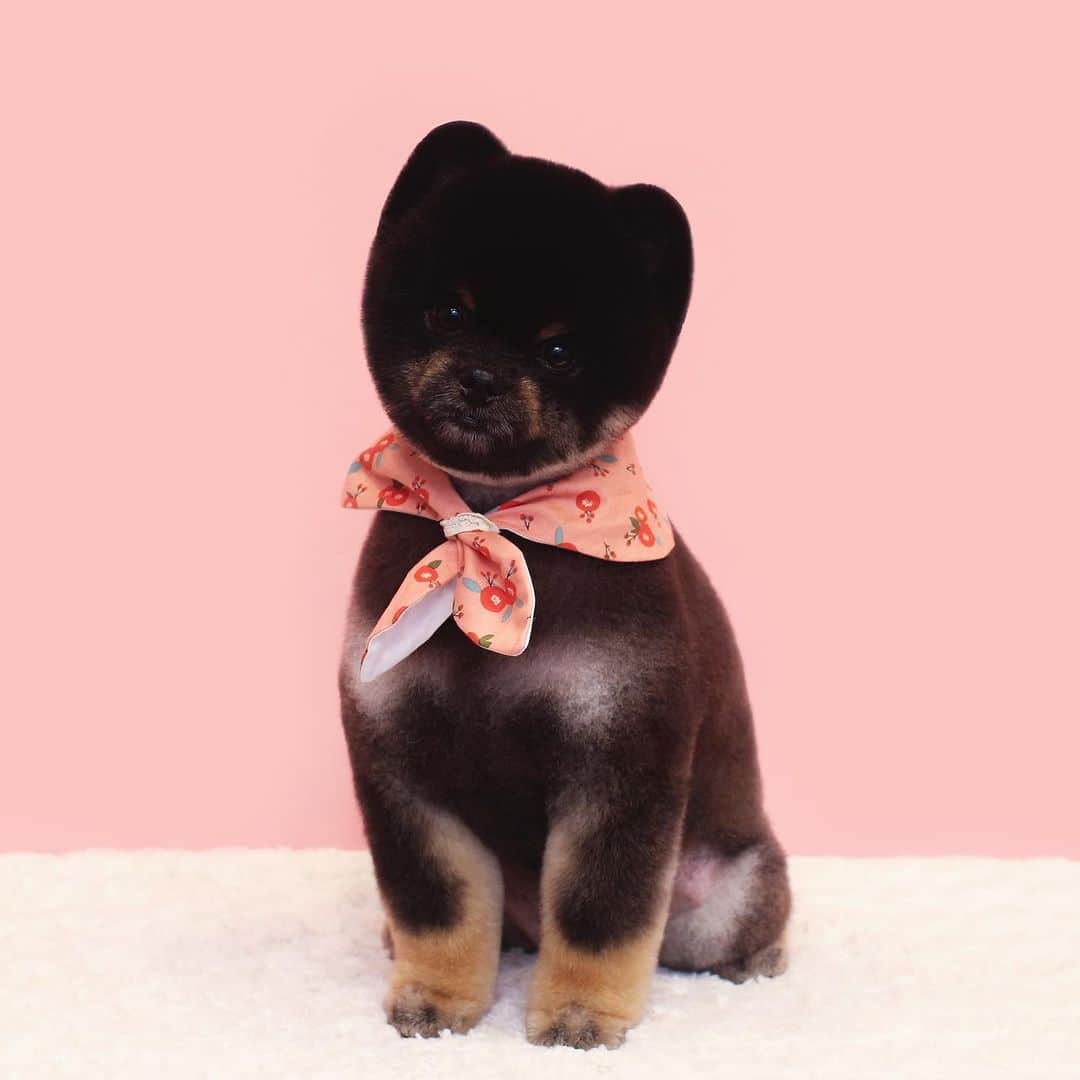 애견미용실 그루밍살롱のインスタグラム：「✂︎」