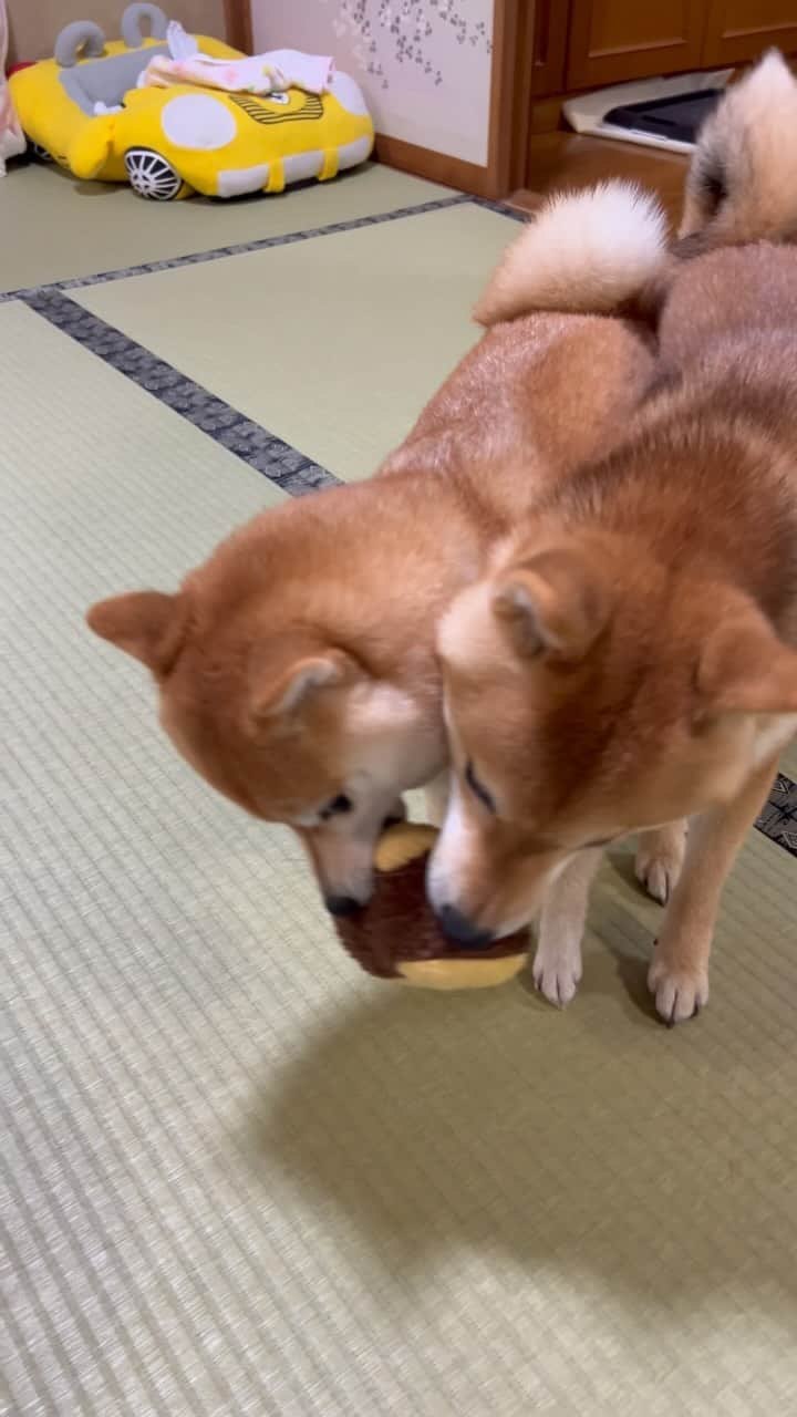 豆柴 サニーちゃんのインスタグラム：「🐶取れるものなら取ってみなさ〜い 🐵かぁちゃん、たのしいばぶ〜 🐶ほんと大きくなったわねぇ . . #豆柴ラムちゃんの育児記録 #豆柴どんくん . #柴犬#豆柴 #赤柴#豆柴子犬#豆柴多頭飼い #まめしば#しばいぬ#いぬのきもち #サンデイ#サンデイいぬ組#anicas#shiba_snap #shibainu#shiba#mameshiba#shibastagram #豆柴サニーちゃん#豆柴ラムちゃん#さにらむどん #さにらむ2023」