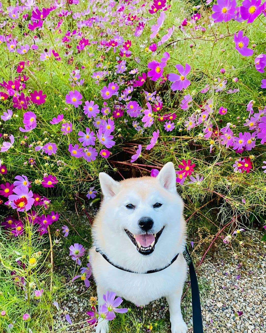 Kazumi-Gakumamaのインスタグラム：「「秋桜」の字は、主に秋に咲き、花弁の形が桜に似ているところからの和名🌸  読み方は「秋桜」と書いて「あきざくら」が正しいそうです⭕️  「秋桜」と書いて「コスモス」とも読むようになったのは、山口百恵さんが歌った『秋桜(コスモス)』から🎶  リリースされたのは1977(昭和52)年、作詞作曲はさだまさしさんで、当時のタイトルは「秋桜」でなく歌詞にも出で来る「小春日和」の予定だったそうです🗓️  それを、当時CBSソニーのプロデューサーだった酒井政利氏の提案で「秋桜(コスモス)」に変更となったと、さださん自身が語っていらっしゃるんだとか🎼  今日、岳は美しい秋桜が終わりを告げる前に、最後の記念撮影をしました📷 🐾----*----*----*----🐾 Cosmos blooms in autumn and has petals shaped like cherry blossoms🌸  The beautiful autumn flowers "cosmos" seem to be coming to an end soon✨  Today, Gaku celebrated his memory of this year by being surrounded by cosmos📷 🐾----*----*----*----🐾 #柴犬 #岳 #柴犬岳 #柴犬ガク#gaku #shibainugaku #shiba #shibainu #shibastagram #いぬすたぐらむ #pecoいぬ部 #pecotv  #dogsofinstagram #ワンフルエンサー  #hermoso #Instagram #weeklyfluff #🐕📷 #dailyfluf #さくらの散歩道 #秋桜 #コスモス #こすもす  #cosmos #外来品種 #メキシコ原産 #可愛い #笑顔 #20231025」