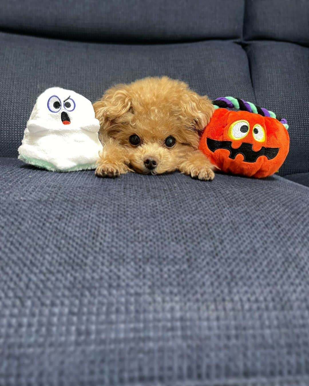 ふわのインスタグラム：「ふわの大好きなドギボ！ おもちゃが可愛すぎます👻🎃 一緒に並んでるだけでハロウィン感が出て良い感じです。笑 @doggybox_jp   #toypoodle#toypoodlegram#dogsofinstagram#instadog#doglover#doglife#cutedog#halloween#dog#fuwamama#ふわ#トイプードル#ふわもこ部#犬バカ部#親バカ部#犬のいる暮らし#いぬすたぐらむ#ドギボ#ドギーボック#doggybox#pr」