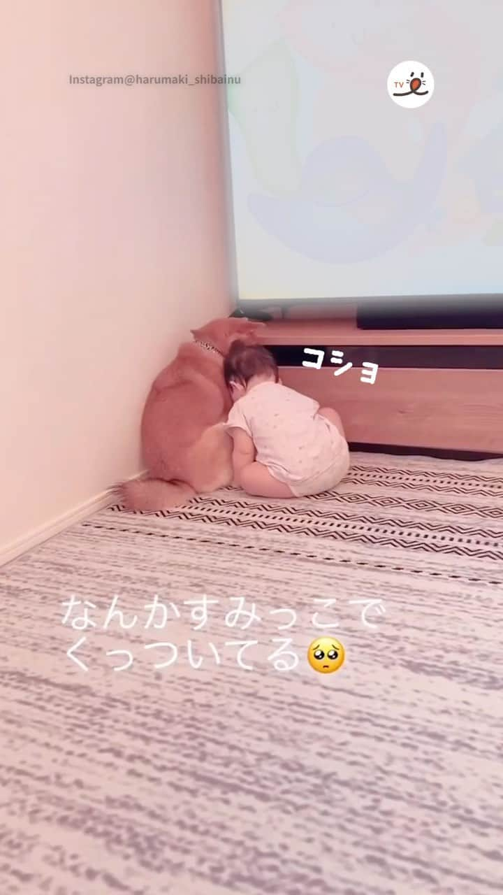 PECO いぬ部のインスタグラム