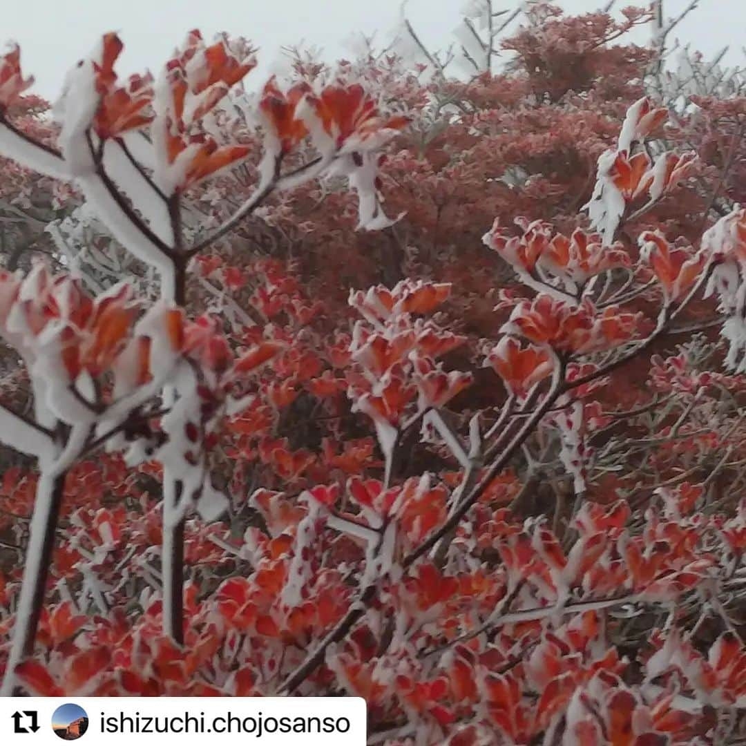 西条市さんのインスタグラム写真 - (西条市Instagram)「石鎚山の初霧氷！  #西条市 #初霧氷  #Repost @ishizuchi.chojosanso with @use.repost ・・・ おはようございます♪✨ やったね紅葉と初霧氷❄　  ひめ(*^_^*)ノ   ここでしか見えない景色があります、一緒に眺めてみませんか？✨ 山荘詳細はウェブサイトをご覧下さい！ https://sanso.ishizuchisan.jp  宿泊予約受付は080-1998-4591  天気ガス 風北西中 気温0度  #石鎚山 #天狗岳 #天狗岳プレートミニ #入荷待ち #ご来光 #月 #朝焼け #石鎚神社頂上山荘 #ワクワクが止まらない #頂上山荘 #山荘 #山荘へ泊まろう #山頂カレー #山 #山が好き #お山へ行こう #lovesaijo #ガス #鎖 #愛媛プロレス #石鎚山太郎 #マダイガーマスク」10月25日 17時11分 - lovesaijo