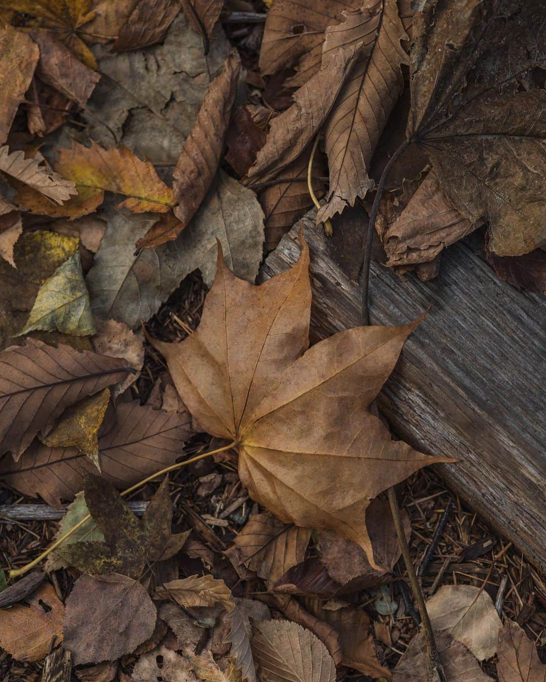 Nanaさんのインスタグラム写真 - (NanaInstagram)「fallen leaves 地味だけど  #mapleleaf  #oakleaf  #autumnmood  #fallenleaves🍂」10月25日 17時12分 - necozalenky_life