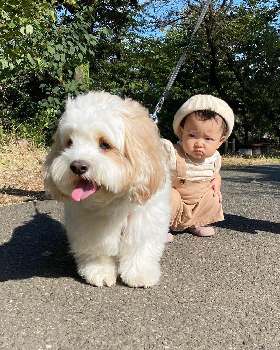 あんちゃんさんのインスタグラム写真 - (あんちゃんInstagram)「おさんぽ🐶👶🏻🎶  モチモチが歩けるようになってから 先日はじめて朝のおさんぽ みんなで行ったよ🤍  ゆっくり歩くモチモチに合わせて ゆっくり歩いてあげる…  なーんてことはなく。笑  グイグイ前に進んで 「おそいぞ🐶」ってなってた ジャイアニズム強めの兄だけど🤣🤣  さりげなく ちゃんと待ってあげてるの優しいね🥰  でもストレスたまらないように ちゃーんとパパが一緒に いっぱい全力ダッシュしてくれたよ👨🏻💨笑  ありがとう🤣🙏✨  あんちゃんに噛まれたことも 倒されたこともないモチモチは モフモフしたワンちゃんは みーんなあんちゃんみたいに 優しいと思ってて🙄💦  だからなんの物怖じせず ズンズン近づいていくから怖いのよ😱  いつもは止めるんだけど この時会ったワンちゃんは 赤ちゃん慣れしてるそうで 飼い主さまの許可もあり 優しく近くで接することができました🤍  そこでもさりげなく モチモチを守りながら様子を見る 優しいあんちゃん尊いなぁ🥹💓 （９枚目動画）  …もしかしたら  「コイツめっちゃモフモフ握ってくるから 気をつけた方がいいぞ🐶」って ワンちゃんのほうに 気を使ってるかもだけど🤣🤣🤣  どっちにしても 優しいお兄ちゃんだよあんちゃんは😂🩷  ゆっくりできそうな朝は またみんなでお散歩いこうねーっ✨  #キャバションあんちゃん #モフモフとモチモチ   #あんちゃん　#ぬいぐるみ犬 #スヌーピー  #スヌーピー犬 #キャバション　#キャバビション　 #キャバリア #キャバリアキングチャールズスパニエル #ビションフリーゼ　 #犬  #いぬすたぐらむ #犬のいる暮らし  #わんこなしでは生きていけません会 #いぬのきもち  #犬好きな人と繋がりたい #短足部　#比熊犬 #doglove #cavachon #inustagram #puppy  #snoopy #andy #멍스타그램 #개스타그램　#댕스마스」10月25日 17時20分 - anchan_0115_andy